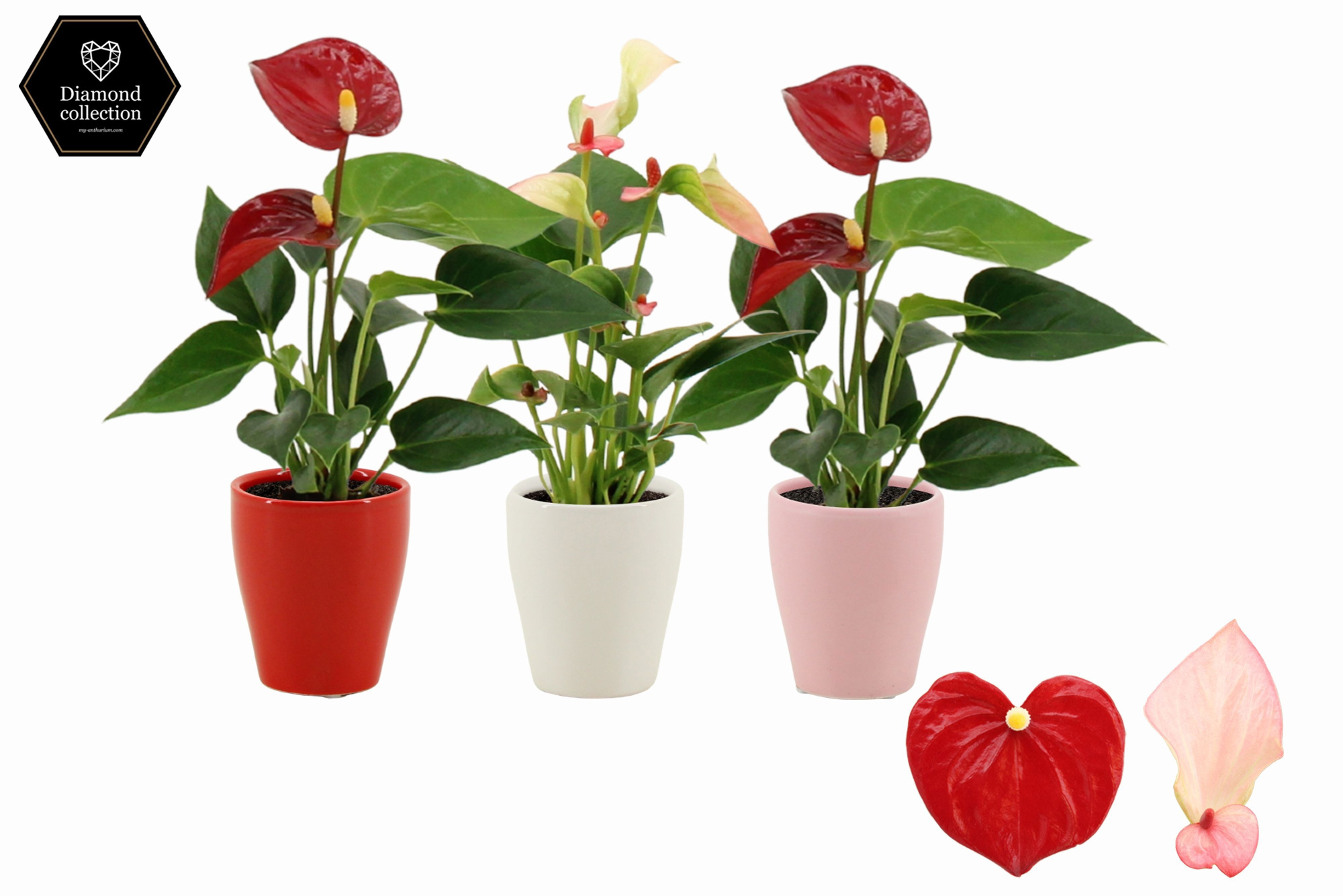Anthurium 6 cm 2 color mix in Carly love ceramics, D 6