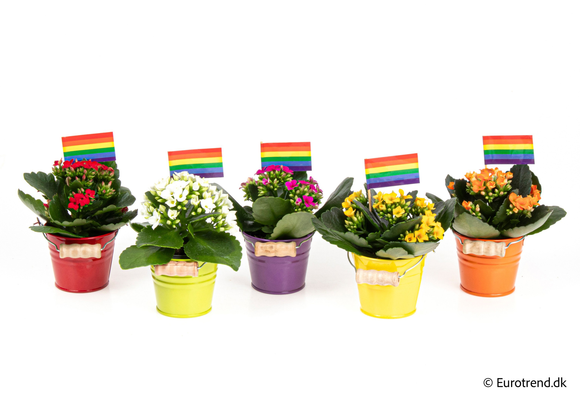 Kalanchoe in Spring, Summer & Autumn ceramic 2026, D 6