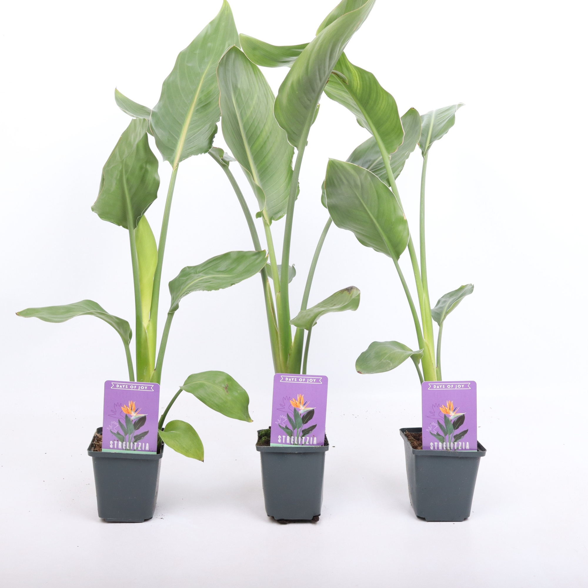 Strelitzia reginae 9 cm XL, D 9 cm