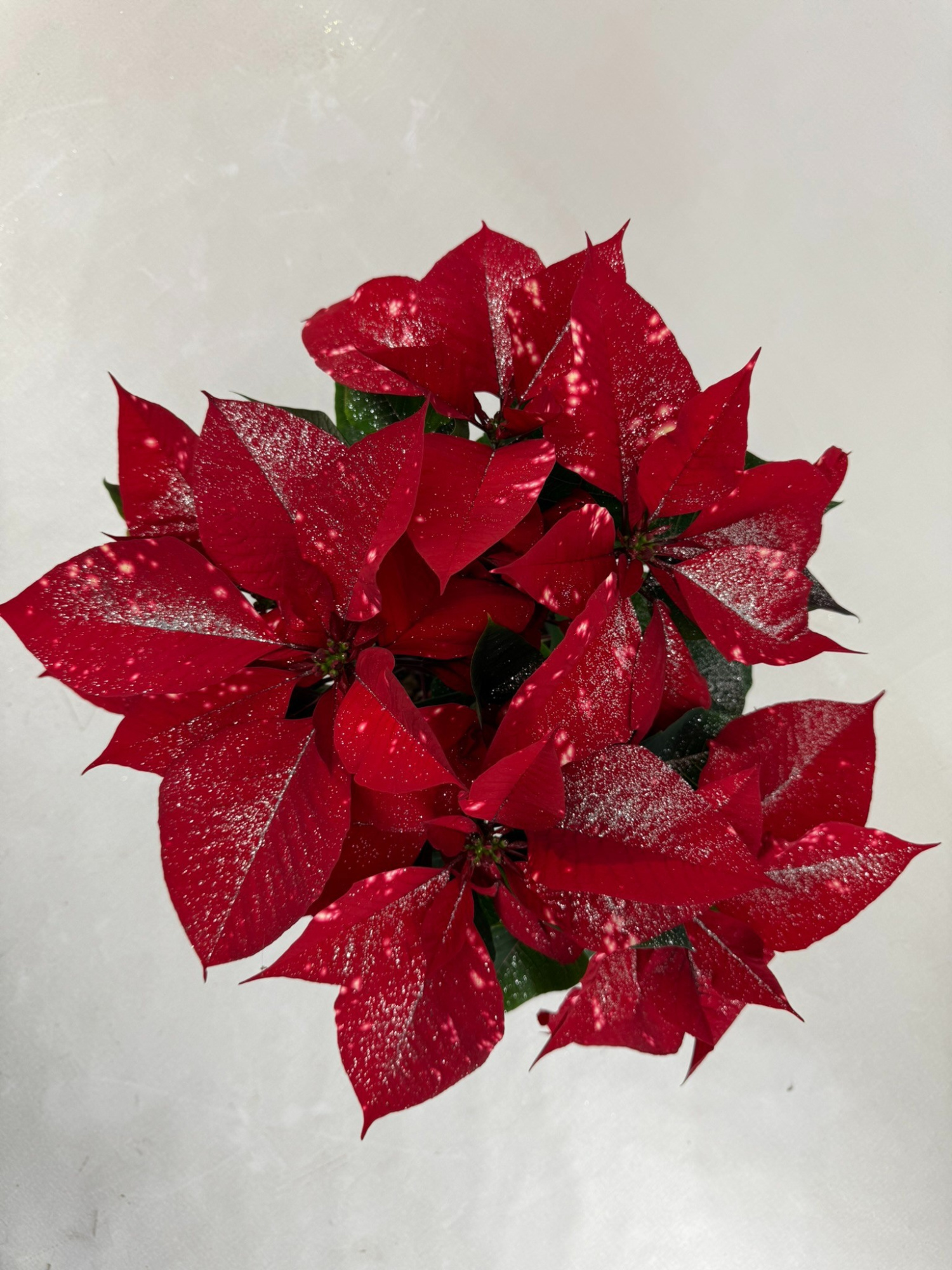 Fantasy star rood pot 13 met zilverglitter, D 13 cm