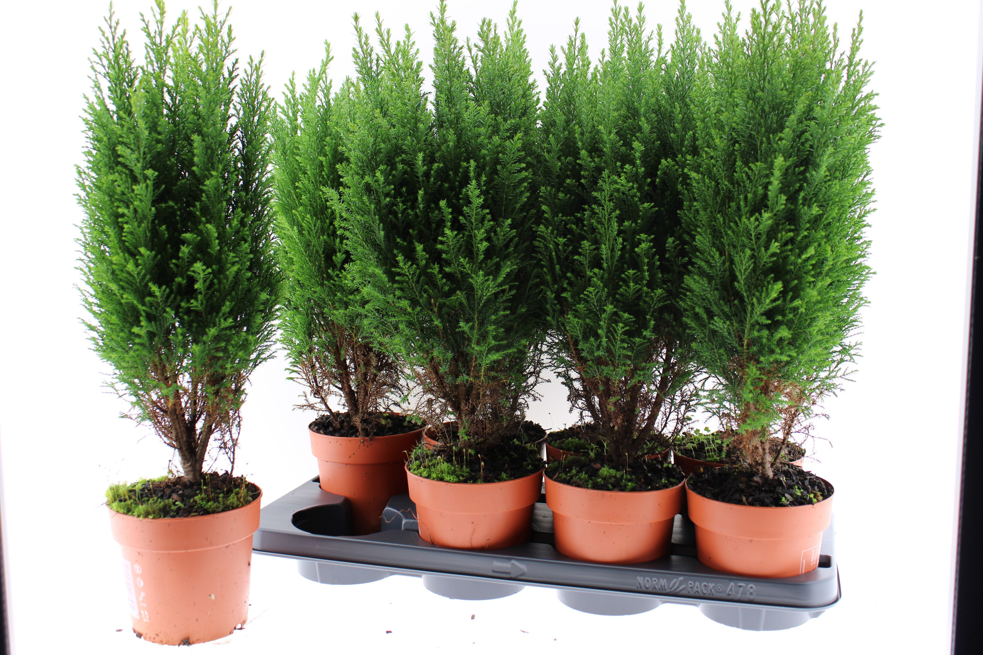 chamaecyparis laws Ellwoodii A2, D 13 cm