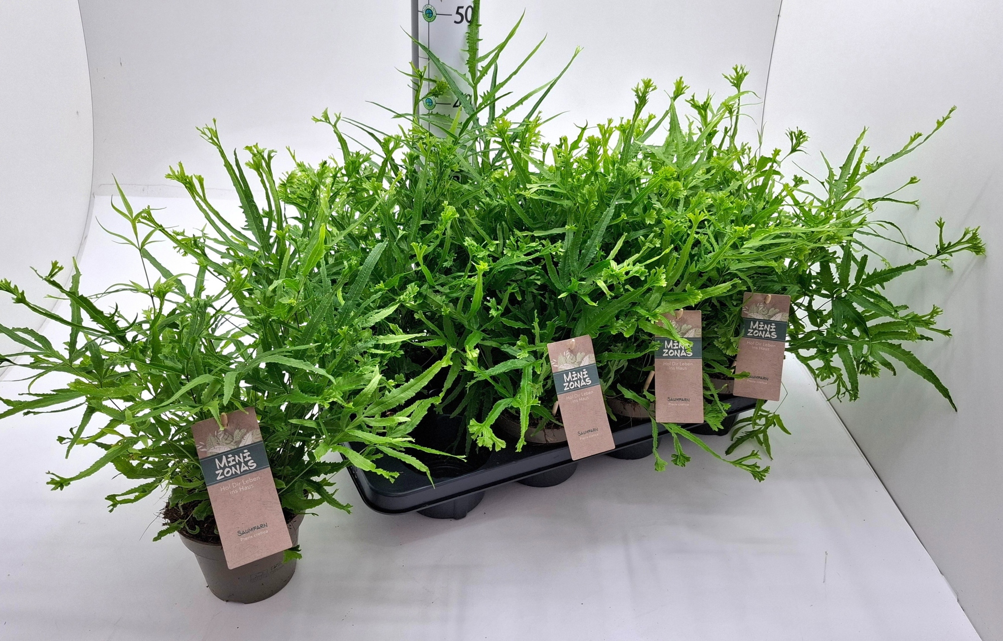 Pteris ,Wimsetii', D 13