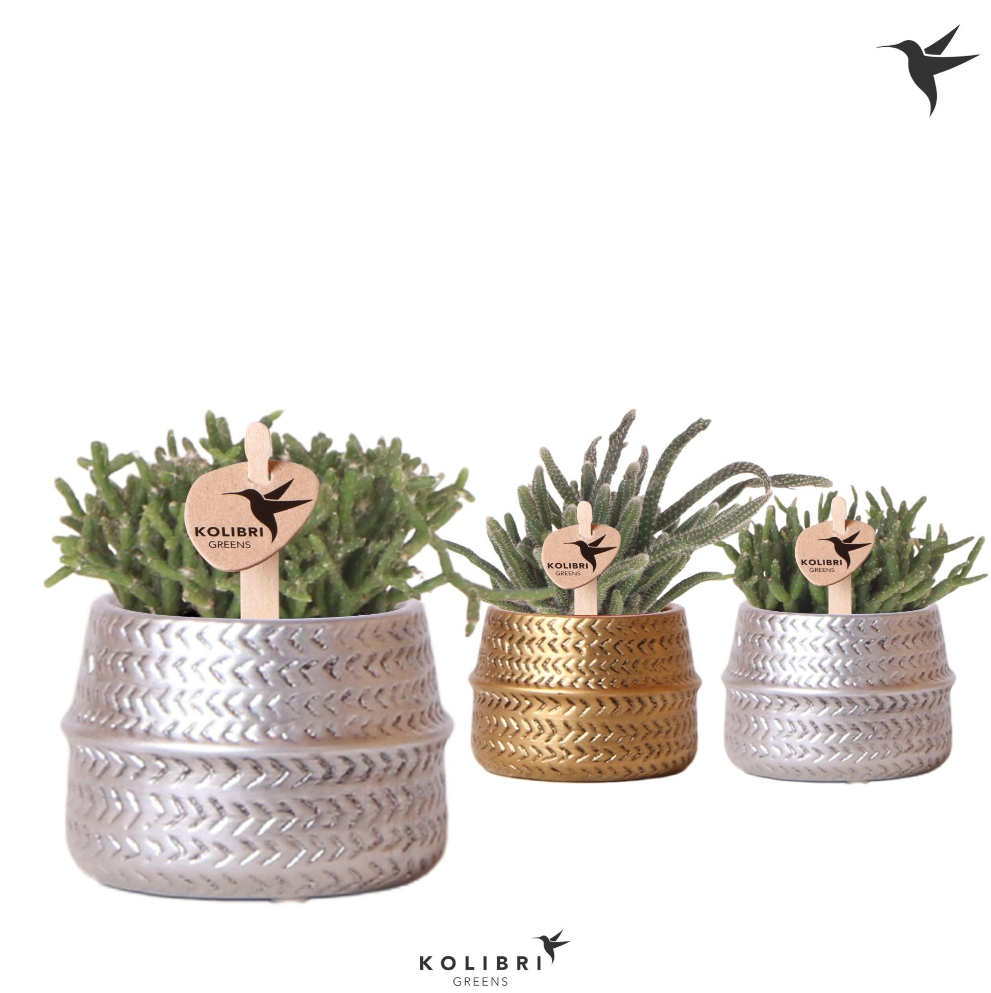 Kolibri Greens Rhipsalis mix in Groove pot mix, D 6 cm