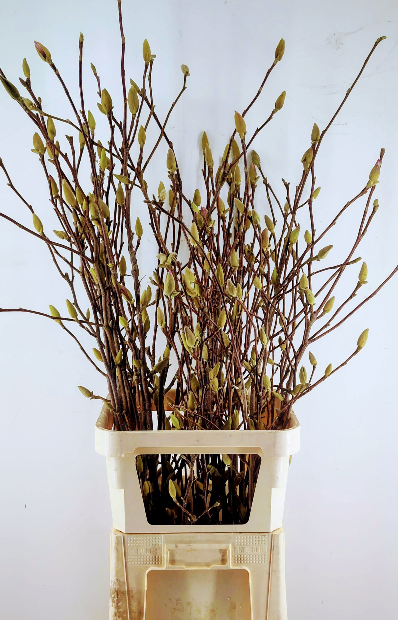 Магнолия Овериг 120, шт.