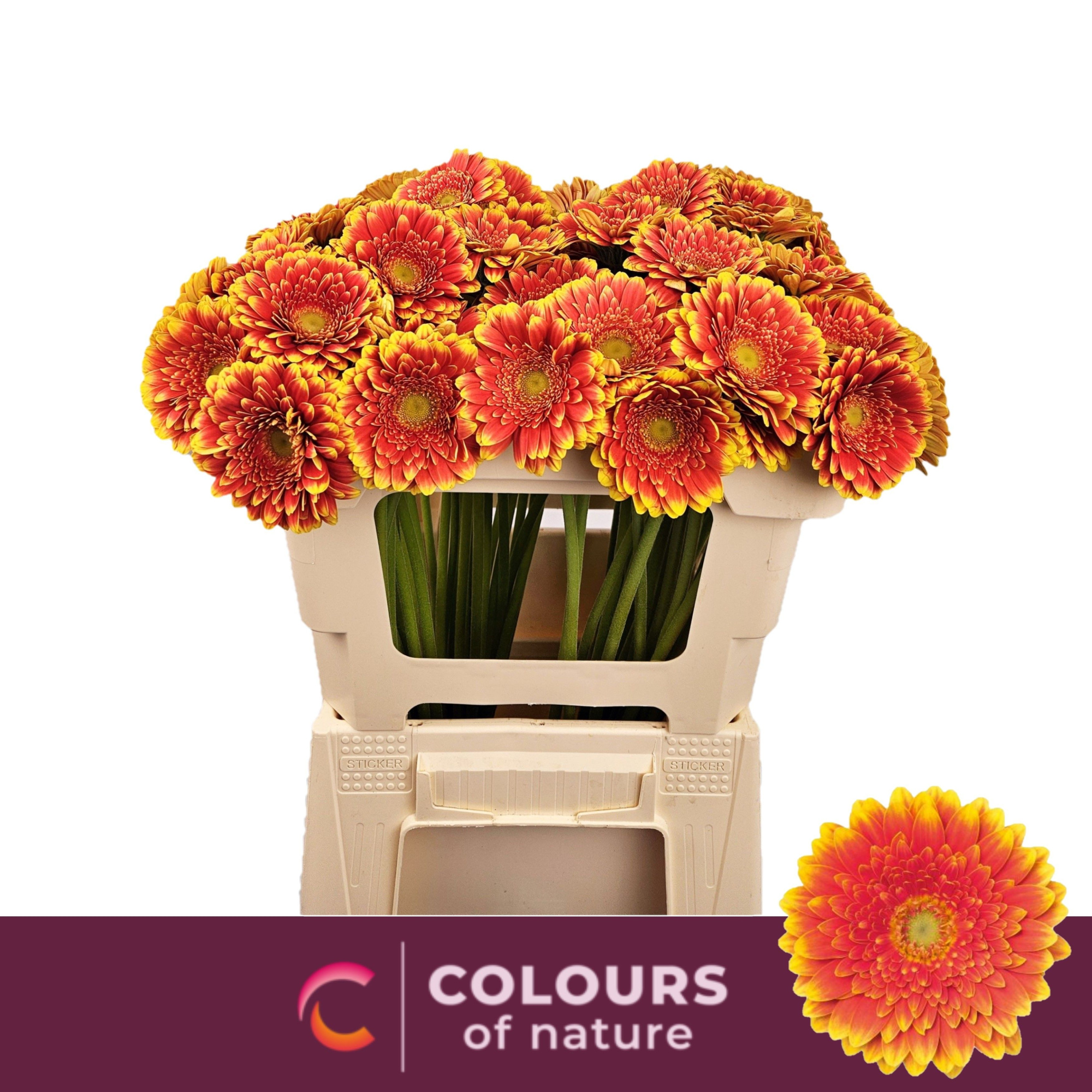 Гермини Фрэнки, шт.