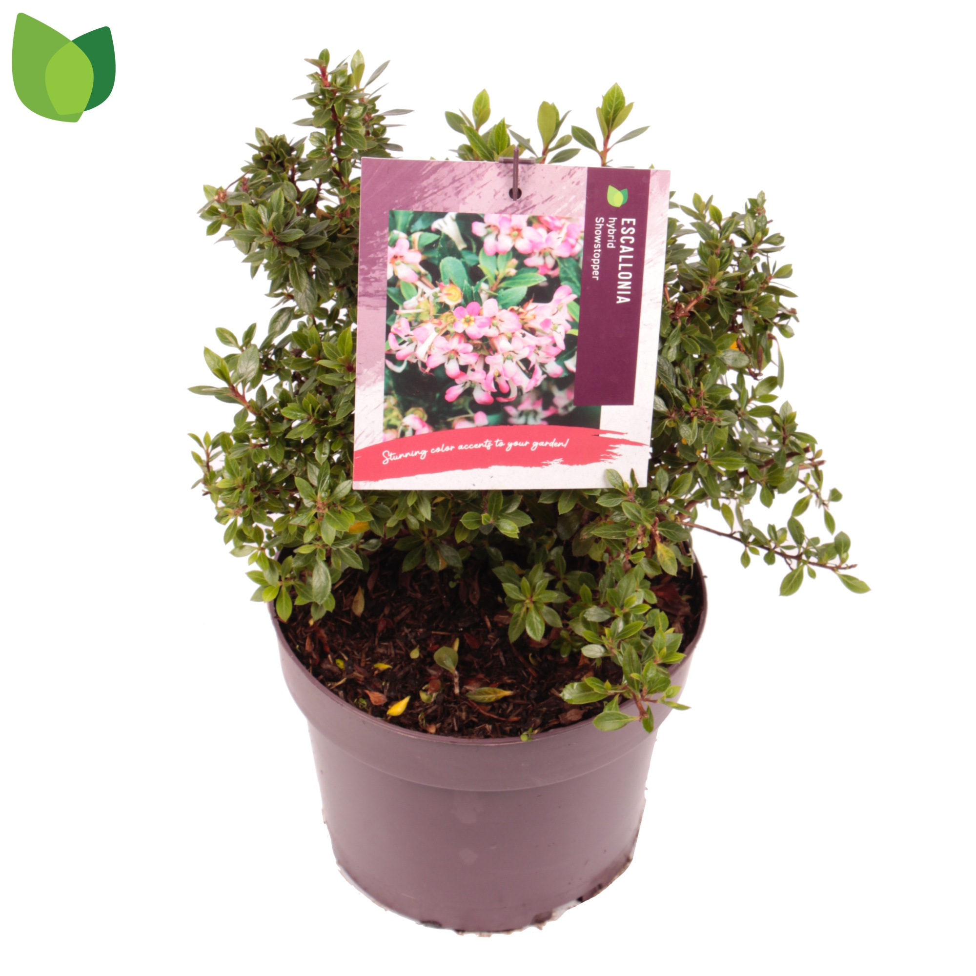 Escallonia laevis Showstopper C3/P19, D 19