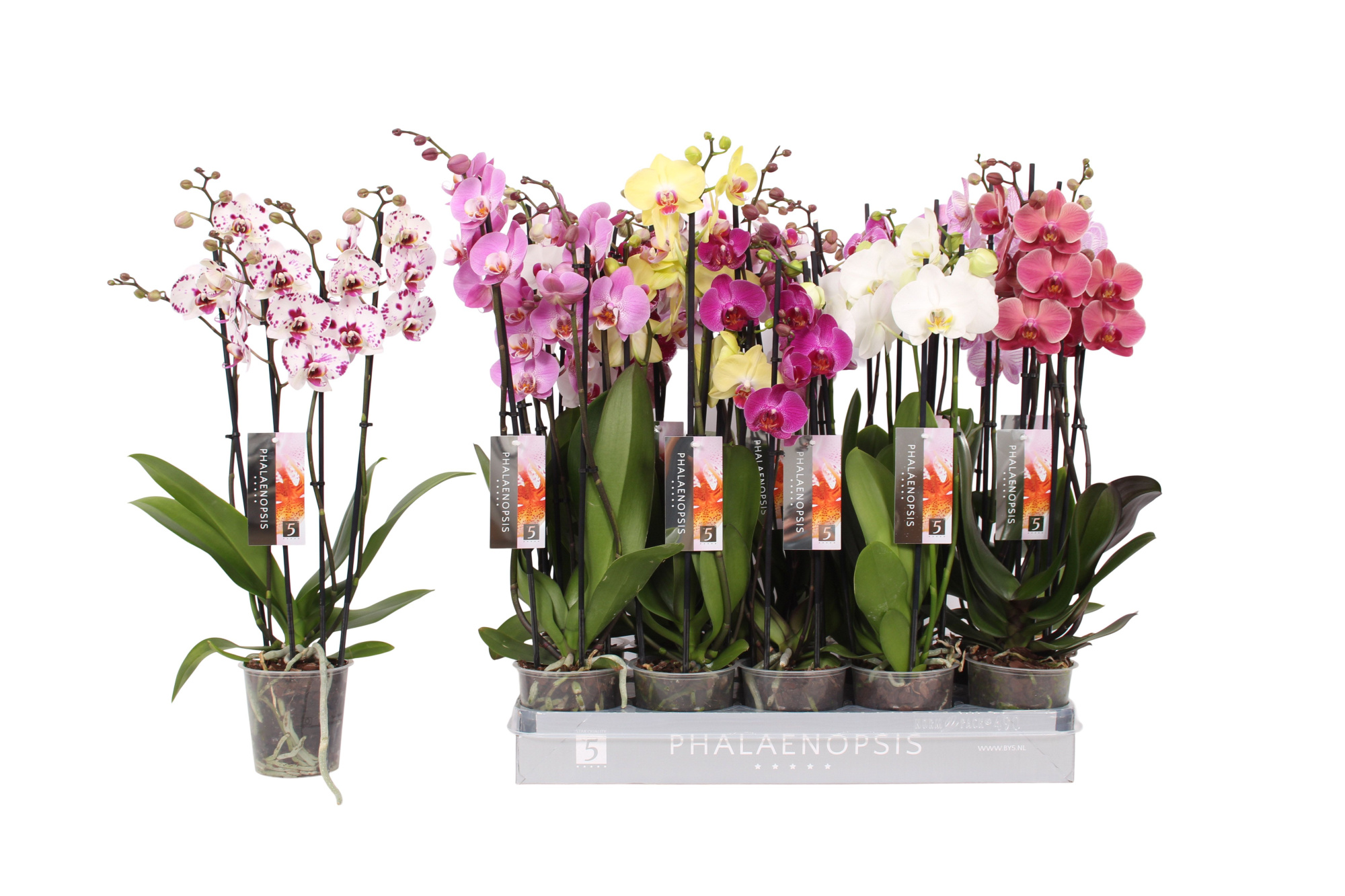 Phalaenopsis 5 color mix, 4-spike 25+, D 12 cm
