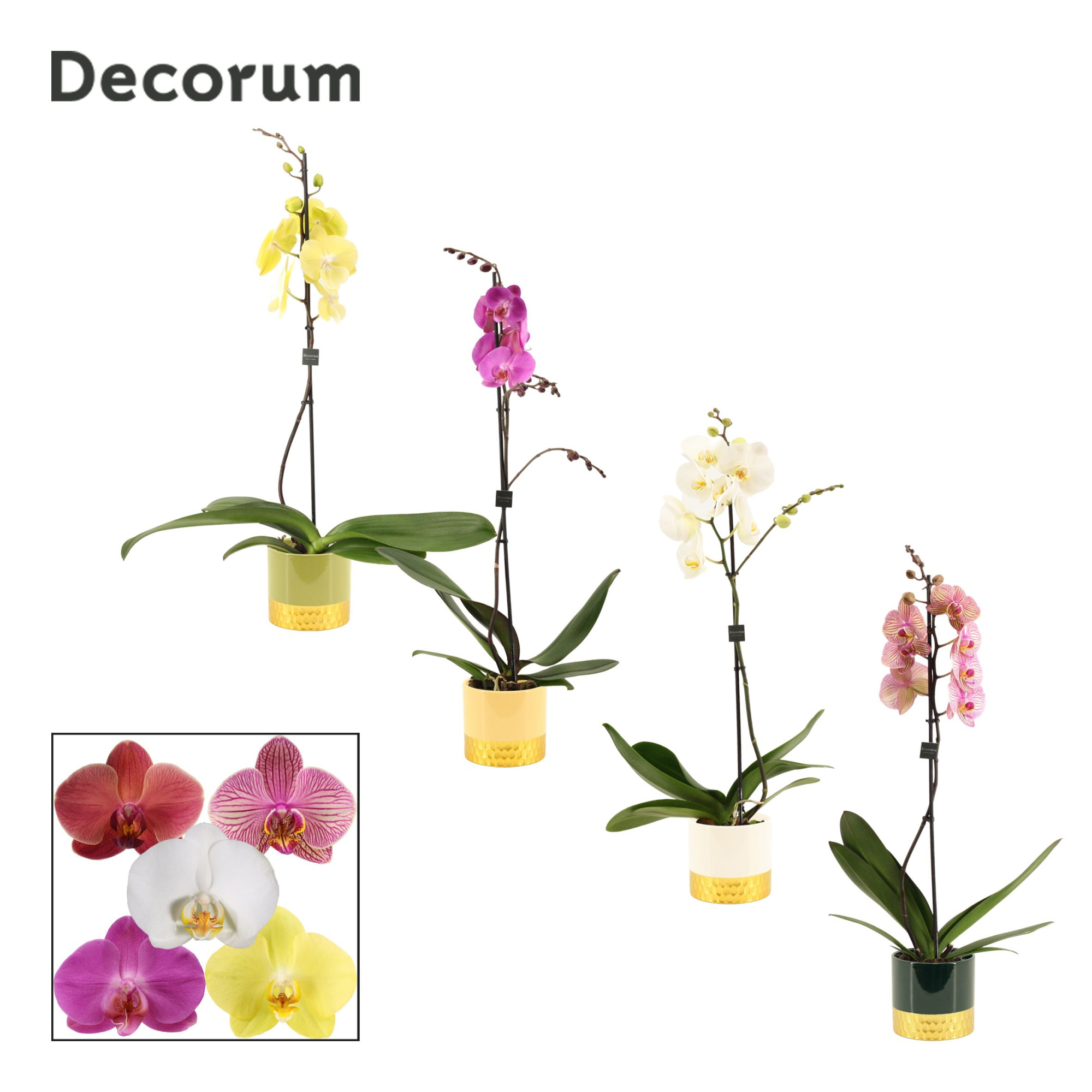 Phalaenopsis 1 tak 9+ mix in Frederique (Top blend-collection), D 12 cm