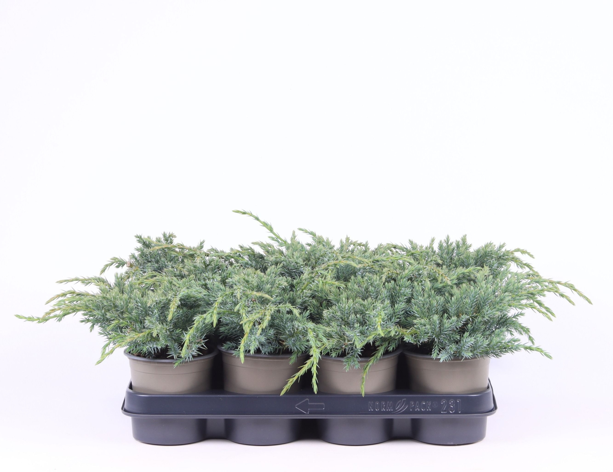 Juniperus squamata 'Blue Carpet', D 11 cm