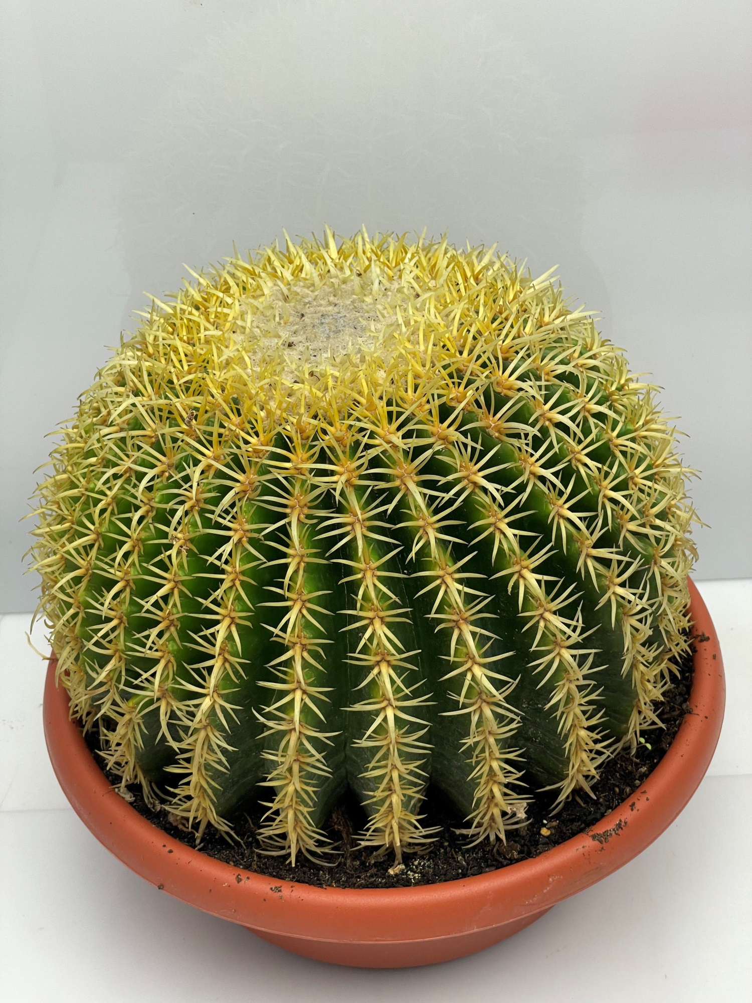 137 Grusonii inermis schaal 30, D 30 cm