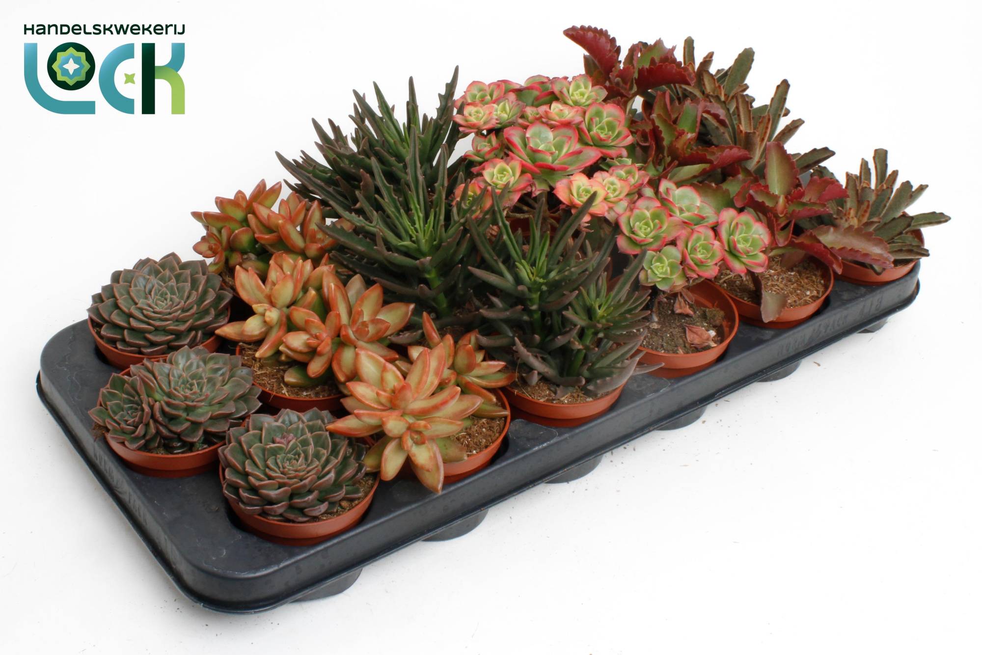 Succulenten Herfst Mix, D 8,5 cm