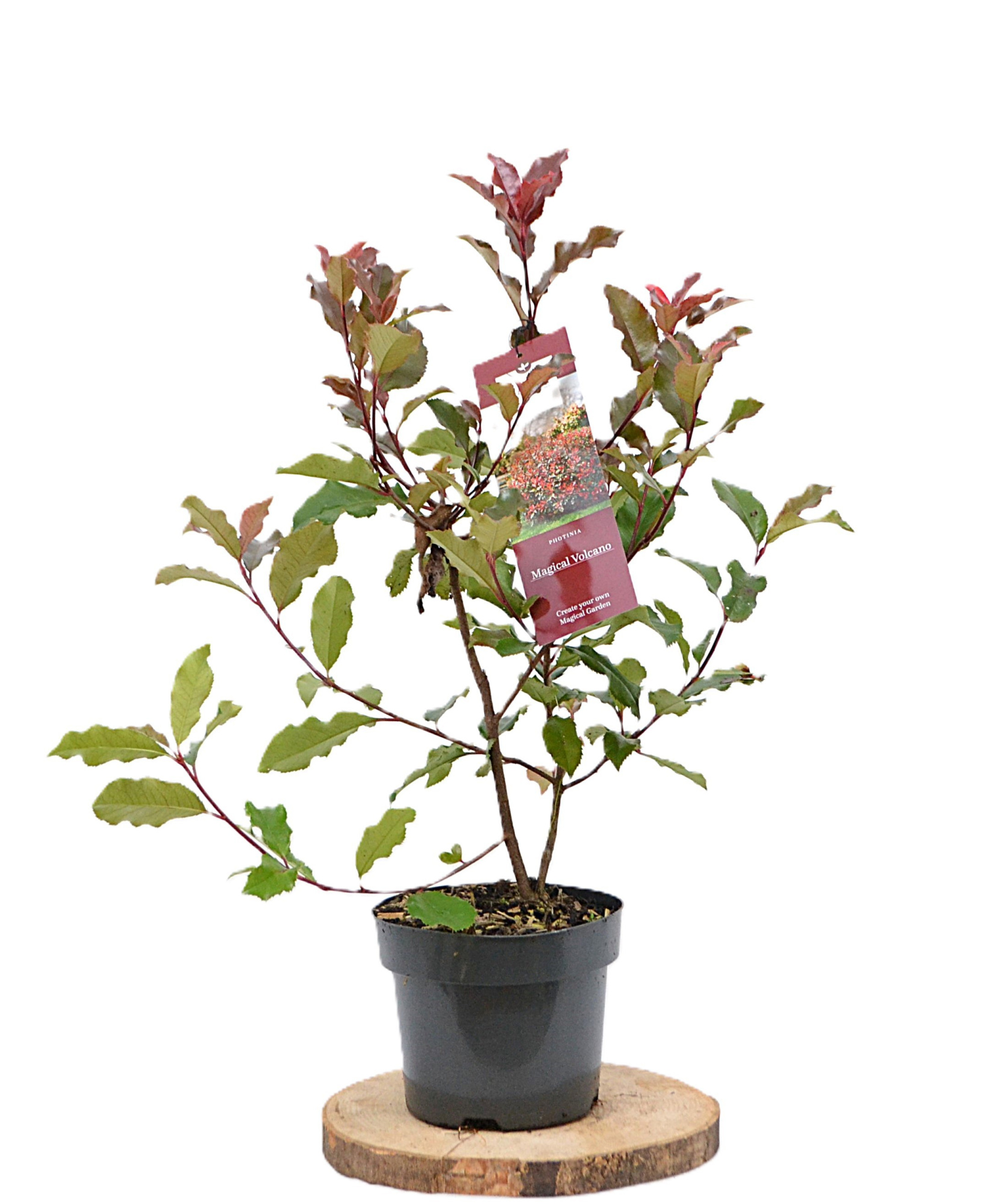 Photinia magical Volcano C3, D 19