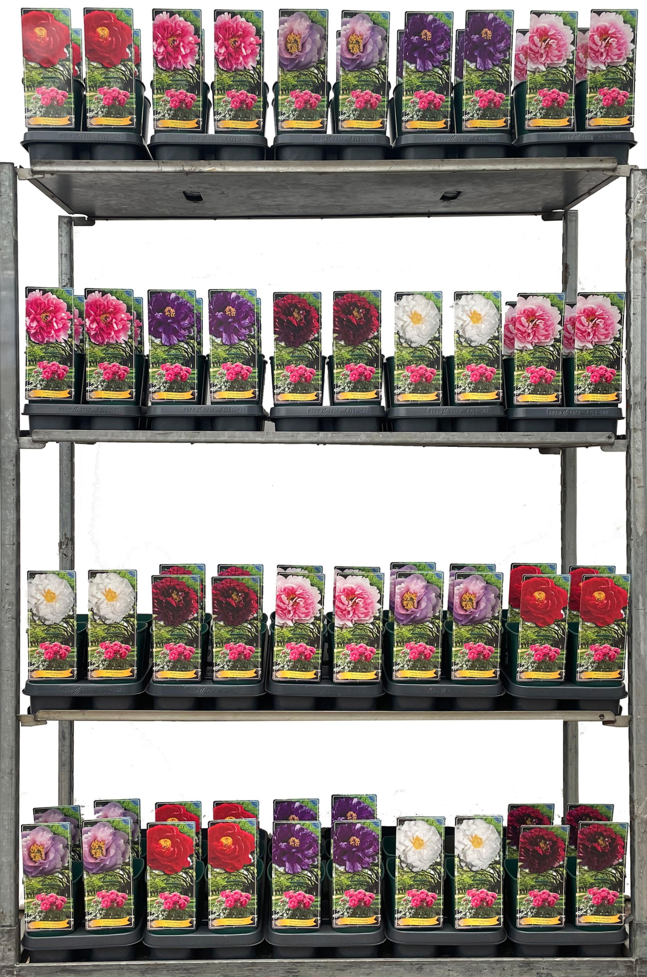 Paeonia suffruticosa Mix CC C2 - 2 tak, D 14