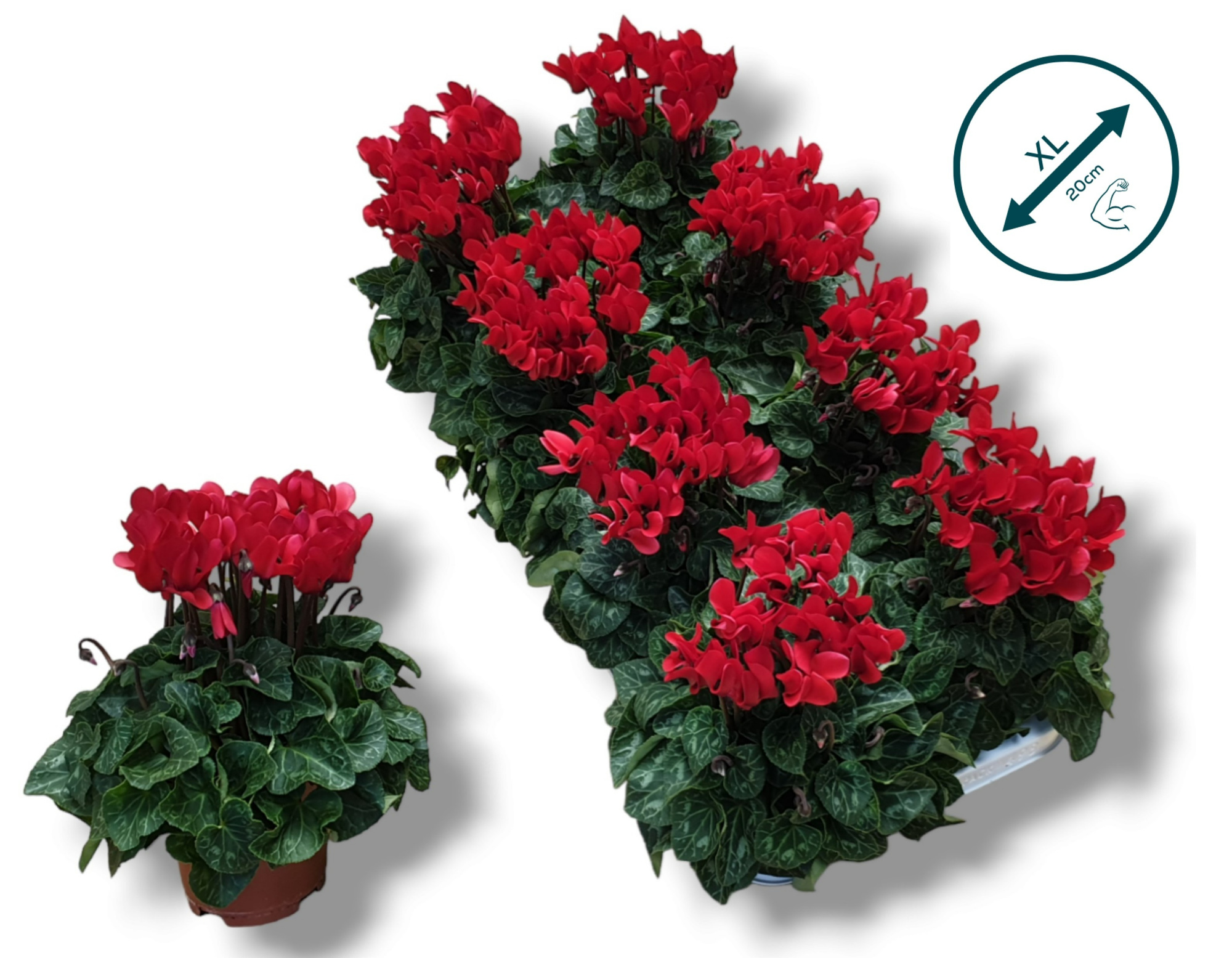 Cyclaam-ROOD, D 10,5 cm