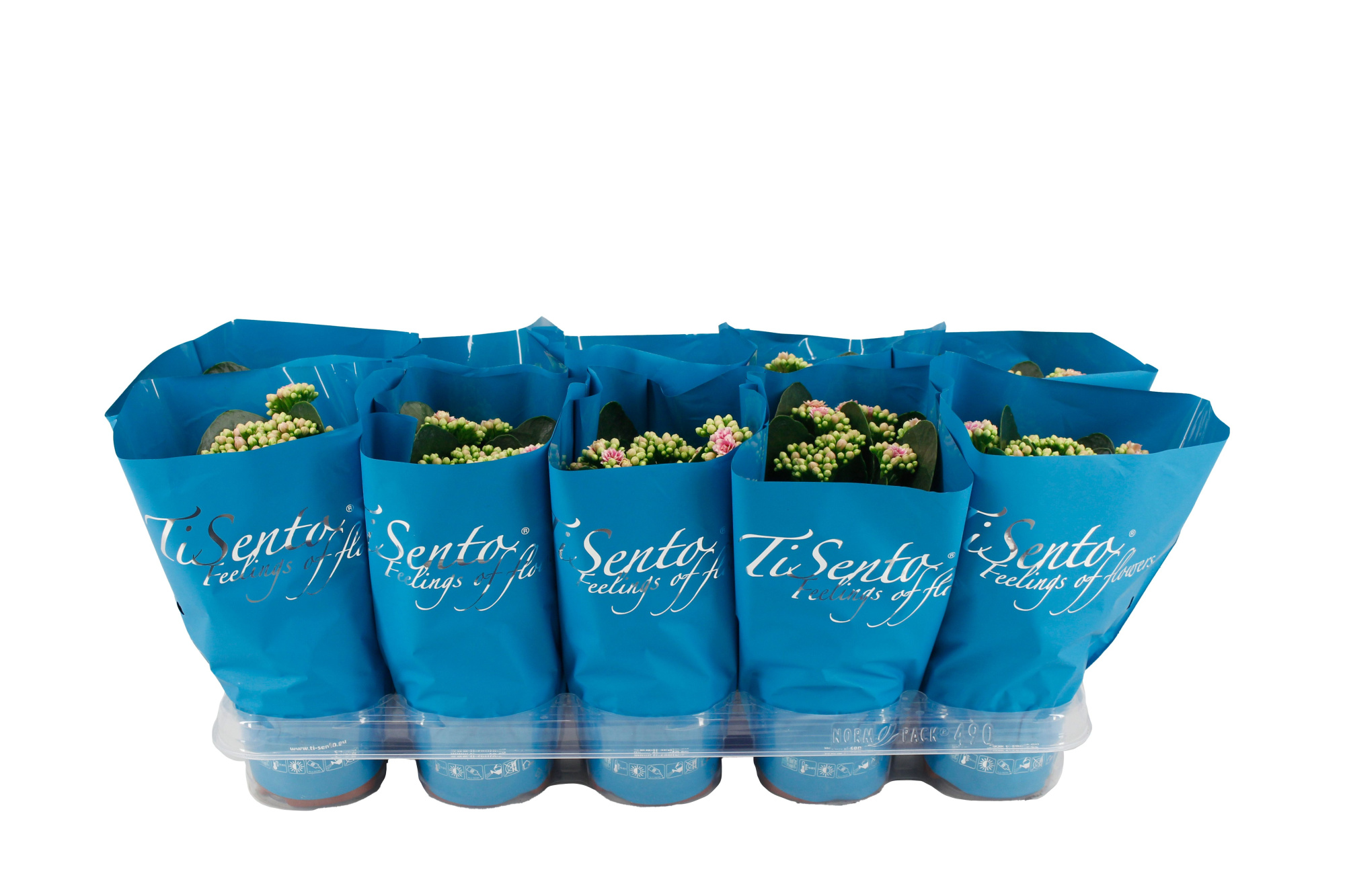 Calandiva 12 cm Roze in Petrol Blauw, D 12