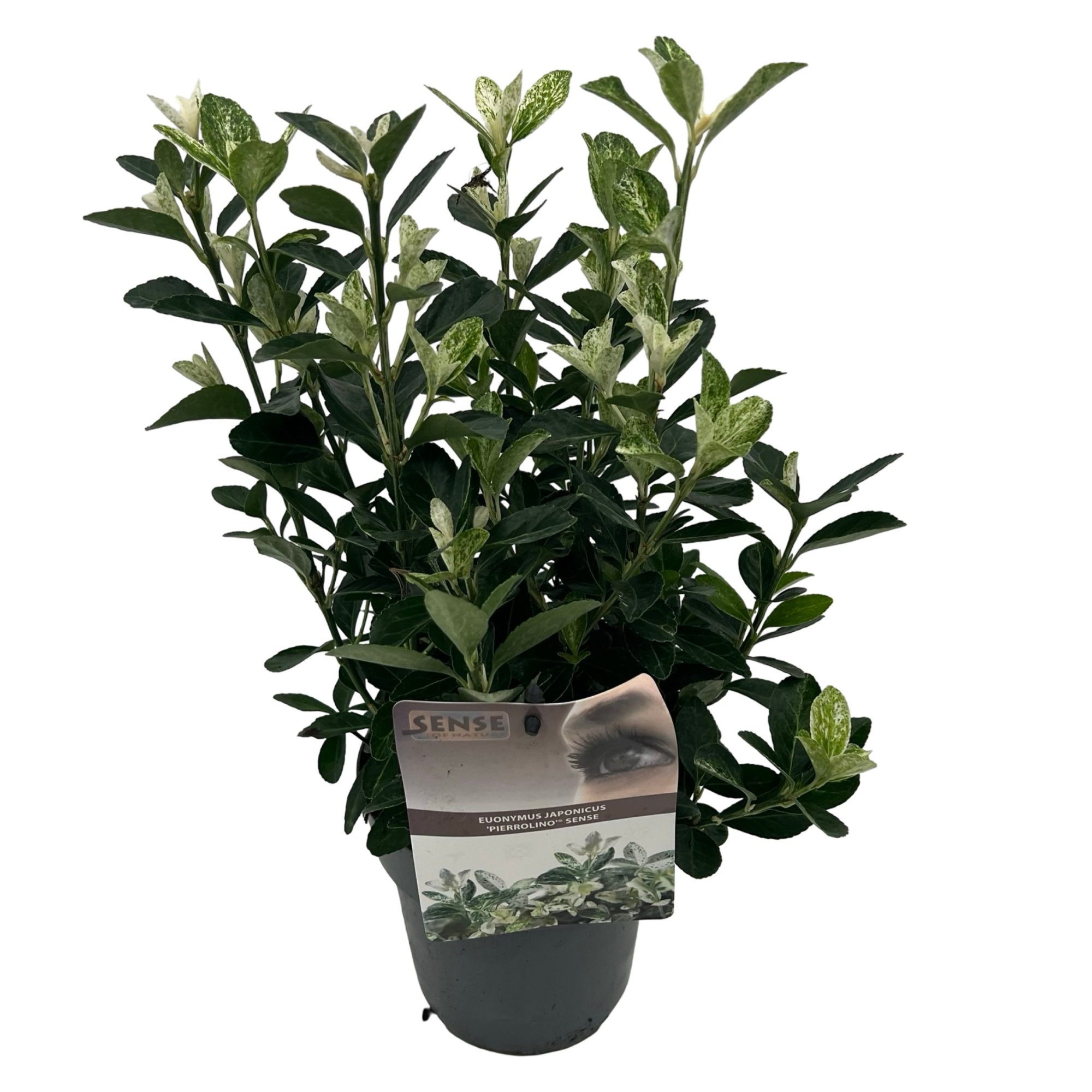 Euonymus jap. 'Pierrolino' sense, D 15