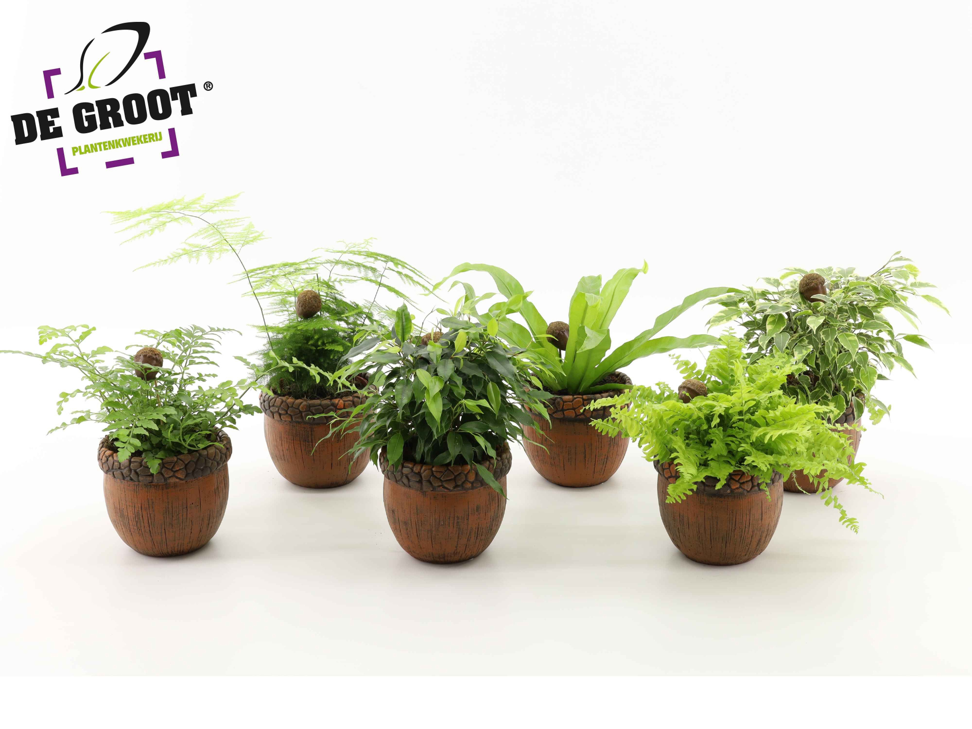 Groenmix in eikelpot + bijsteker, D 12 cm