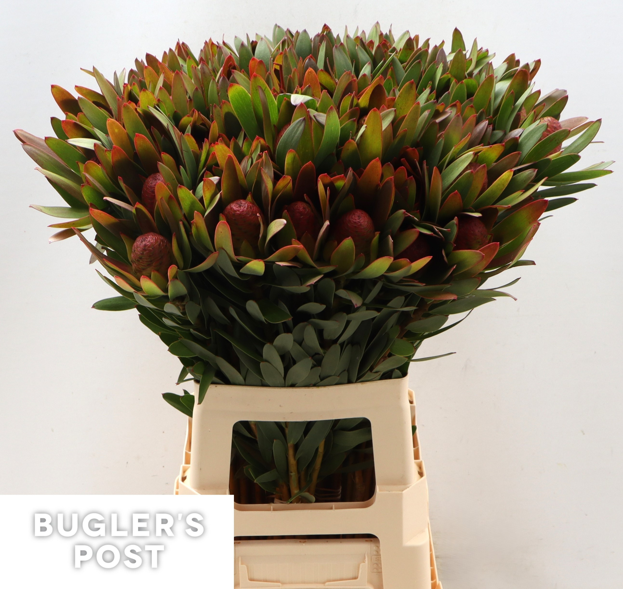 Леукадендрон Африкан Скай 70, шт.