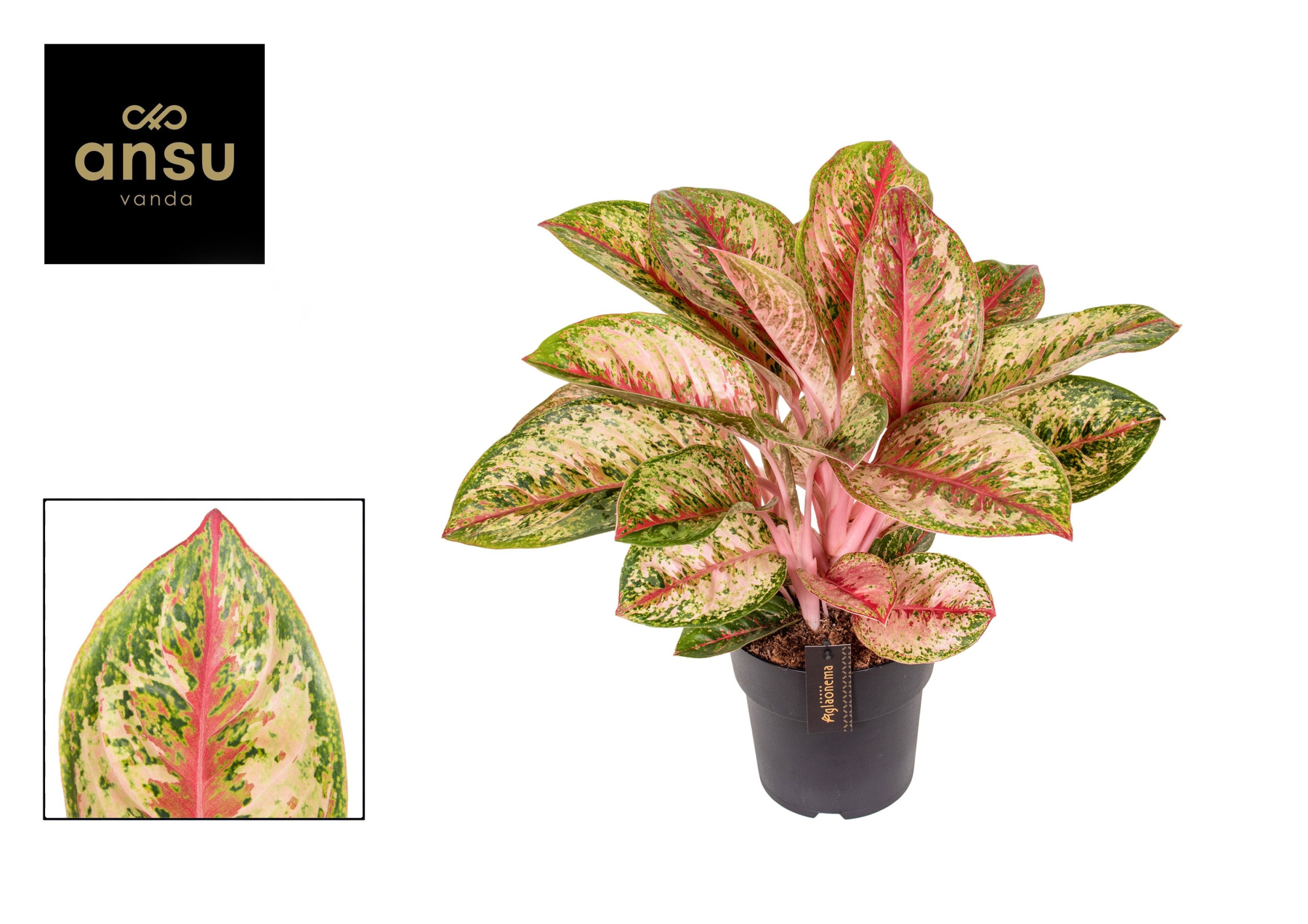 Aglaonema Painted Celebration, D 19