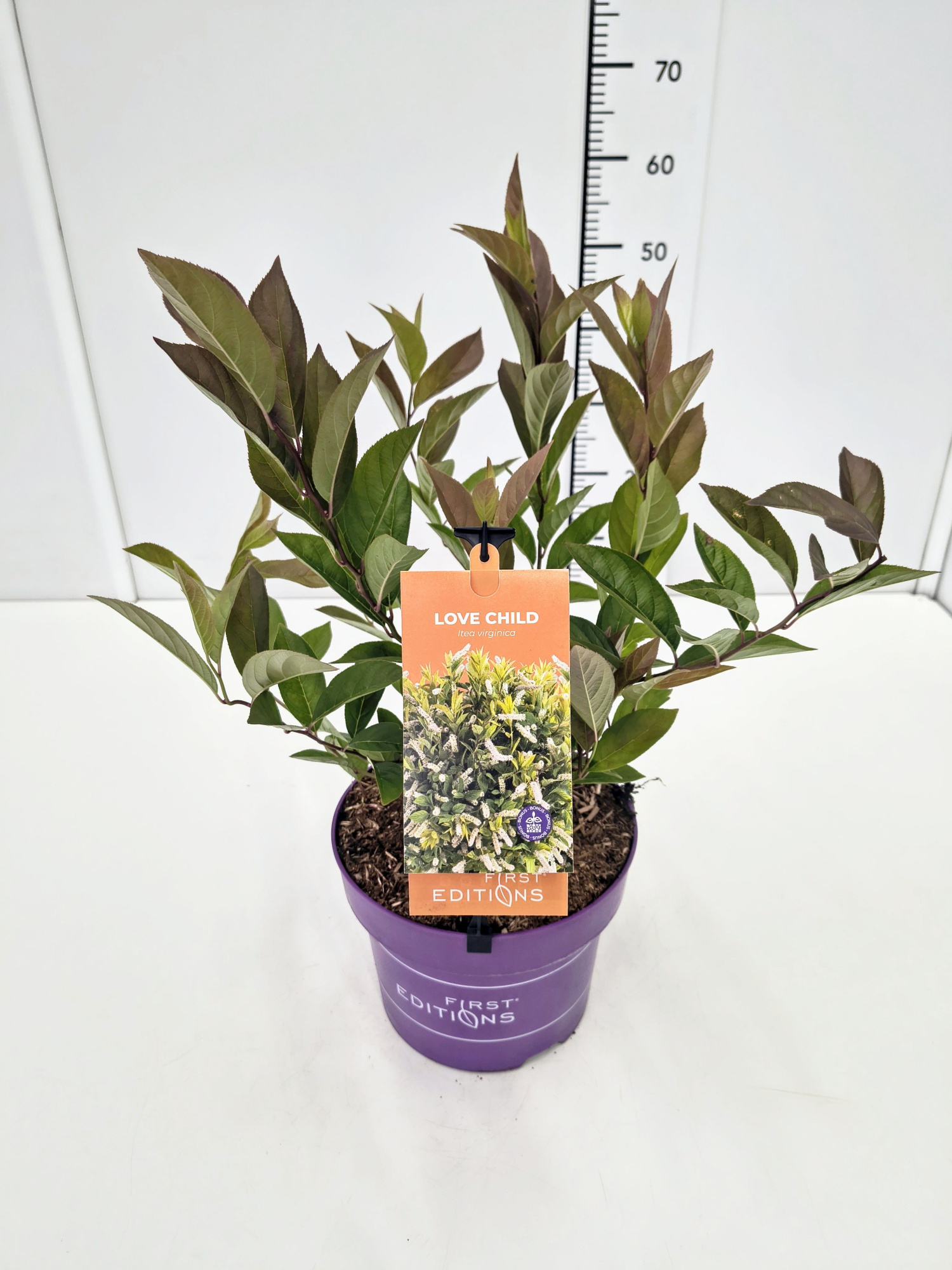 Itea vir. 'Love Child' 40-50C5, D 23 cm