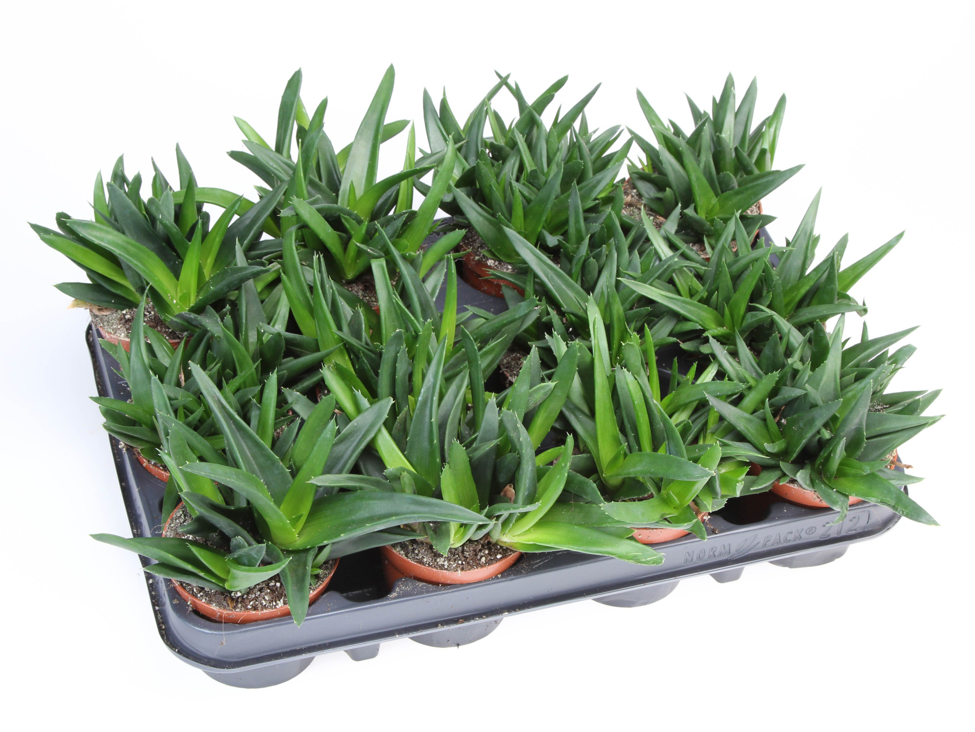 Haworthia pentagona, D 8,5 cm