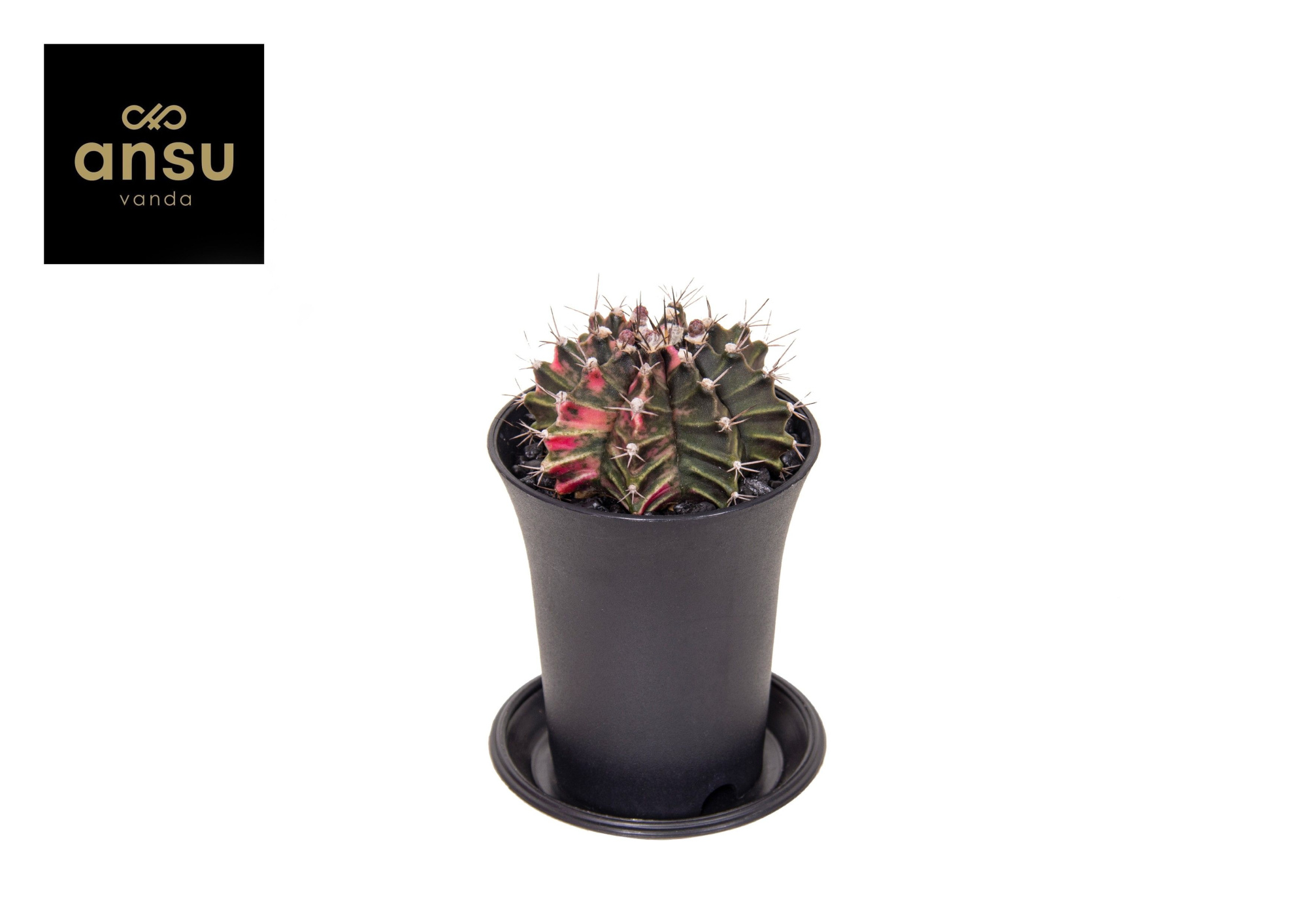 Gymno Cactus 'Variegated', D 7,5 cm