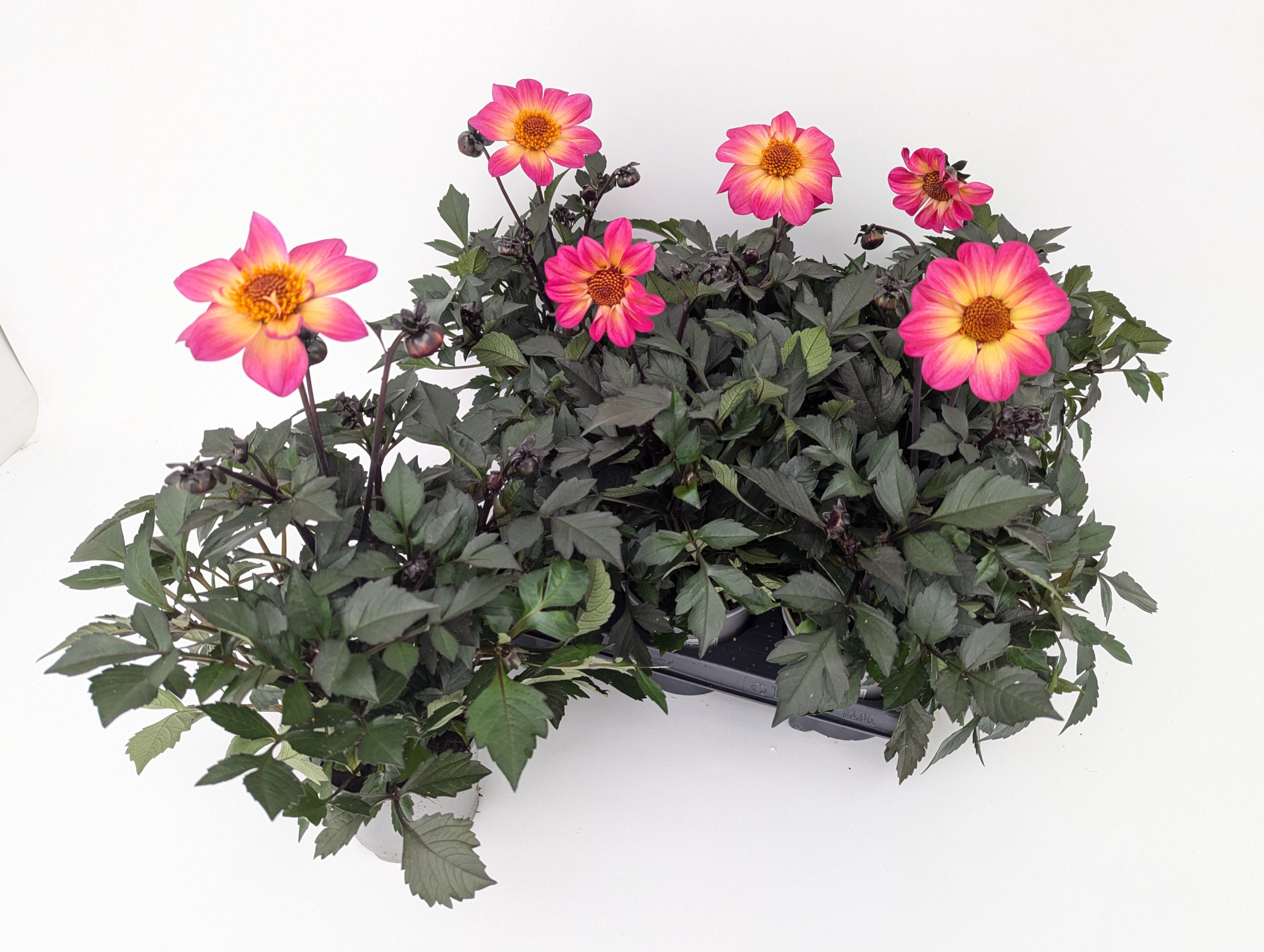 Dahlia coccinea Halo / Happy Days T13 - Sondersorte / dunkellaubig, D 13