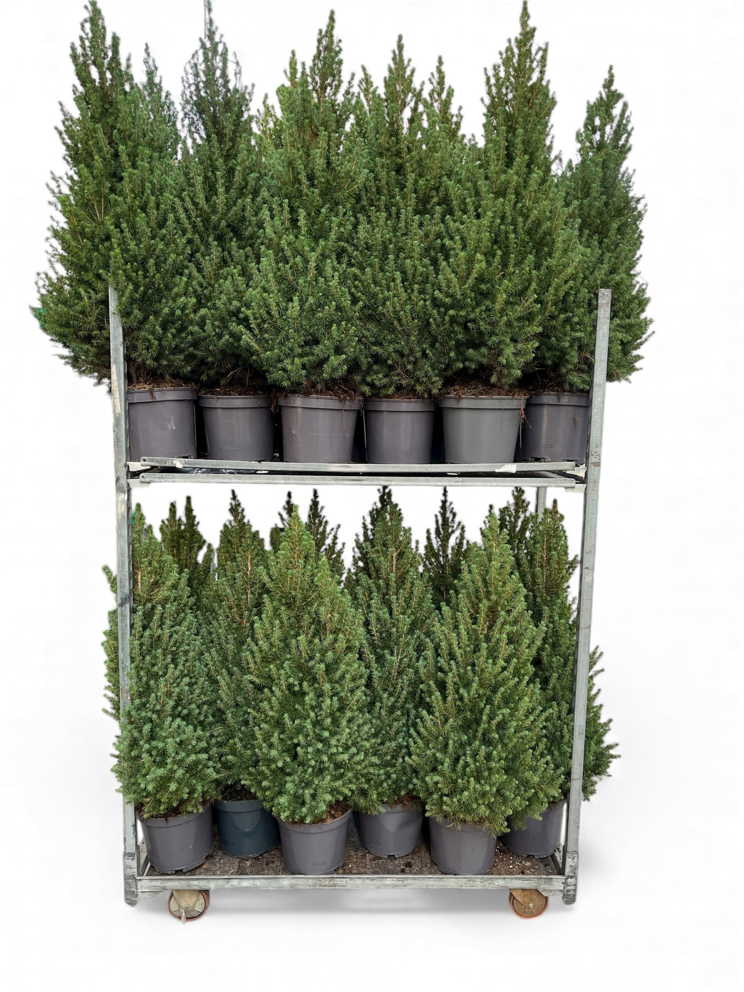 Picea glauca Conica 110 C7,5, D 26 cm