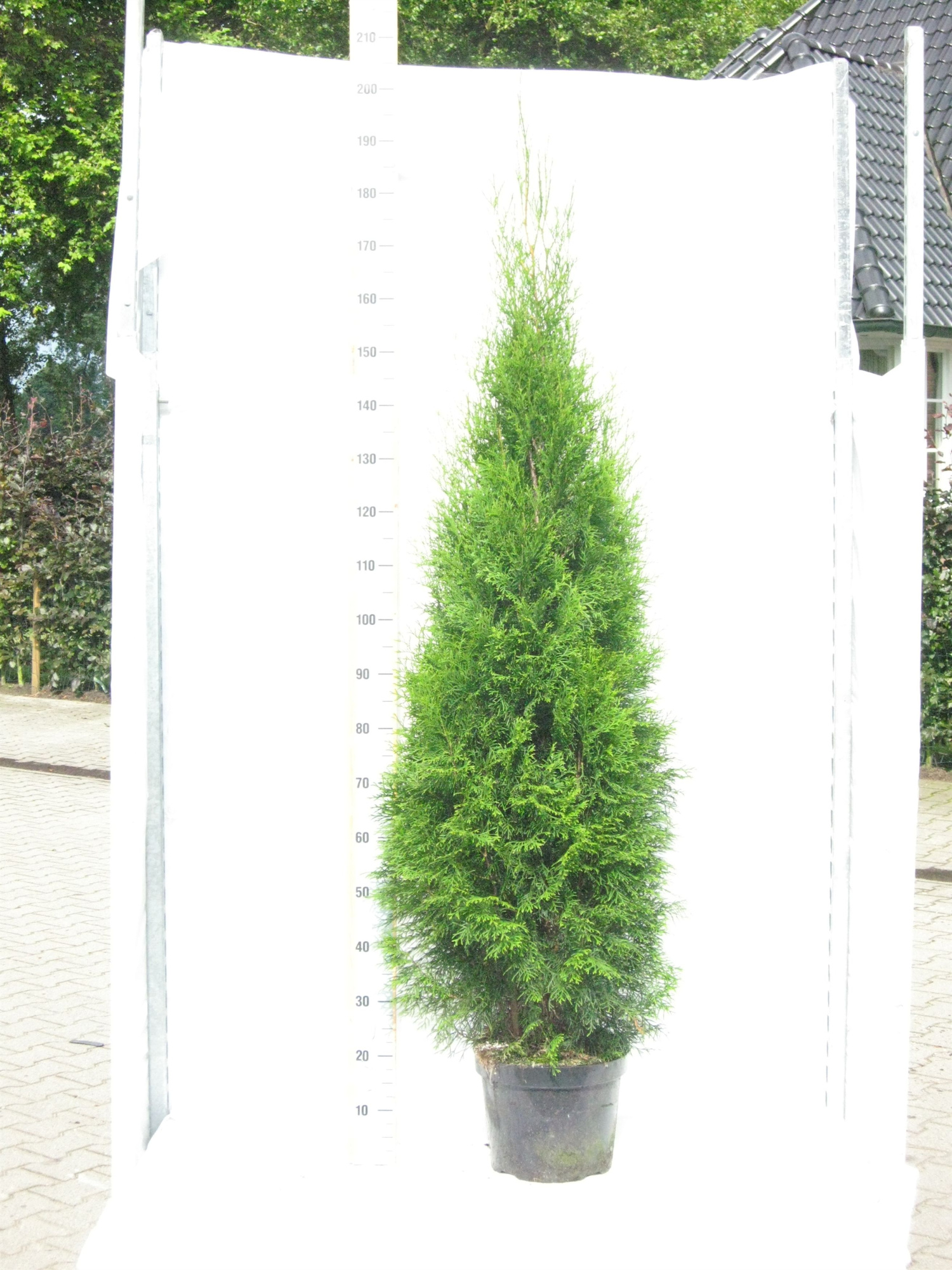 Thuja occidentalis 'Smaragd', D 29