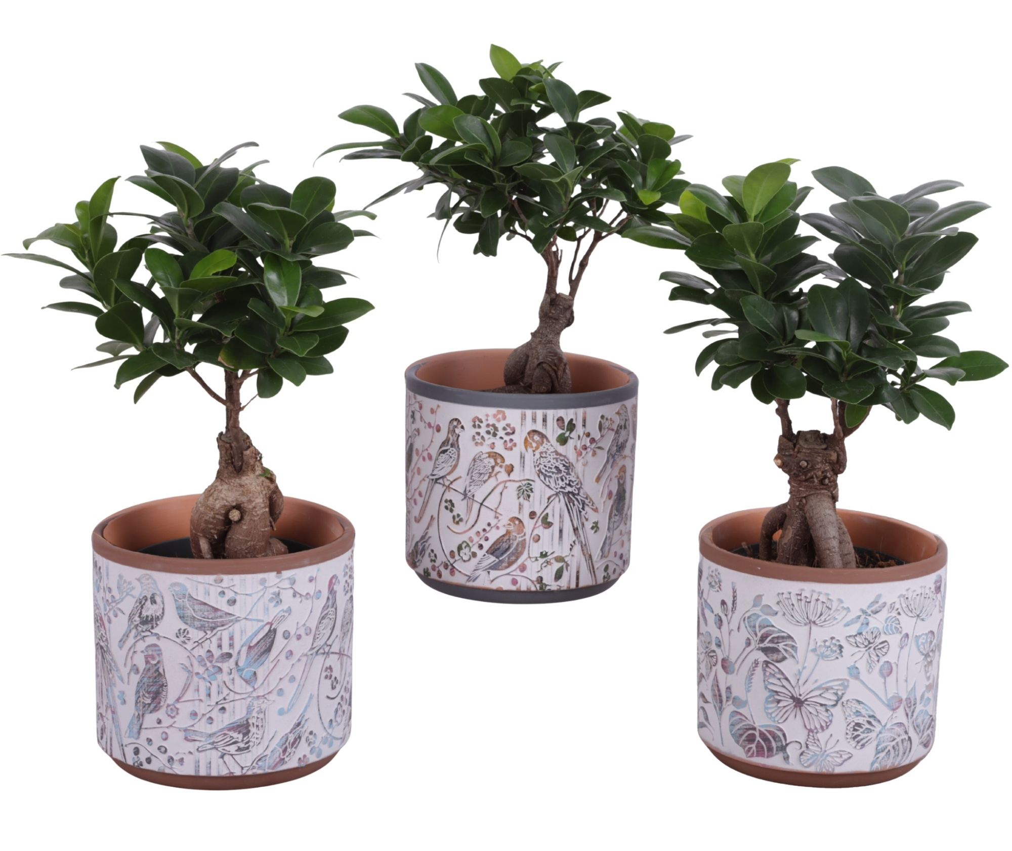 Ficus m. Ginseng Ball Shape Ø12cm in Ø14cm Ceramic Pot Forest, D 14