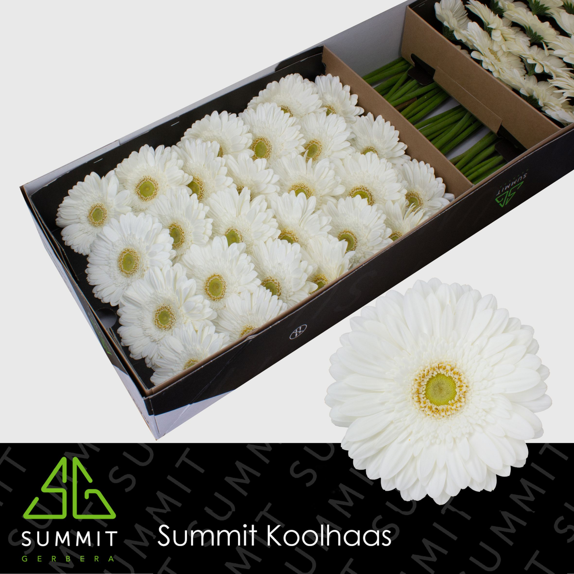 Гербера Эйб+, шт.