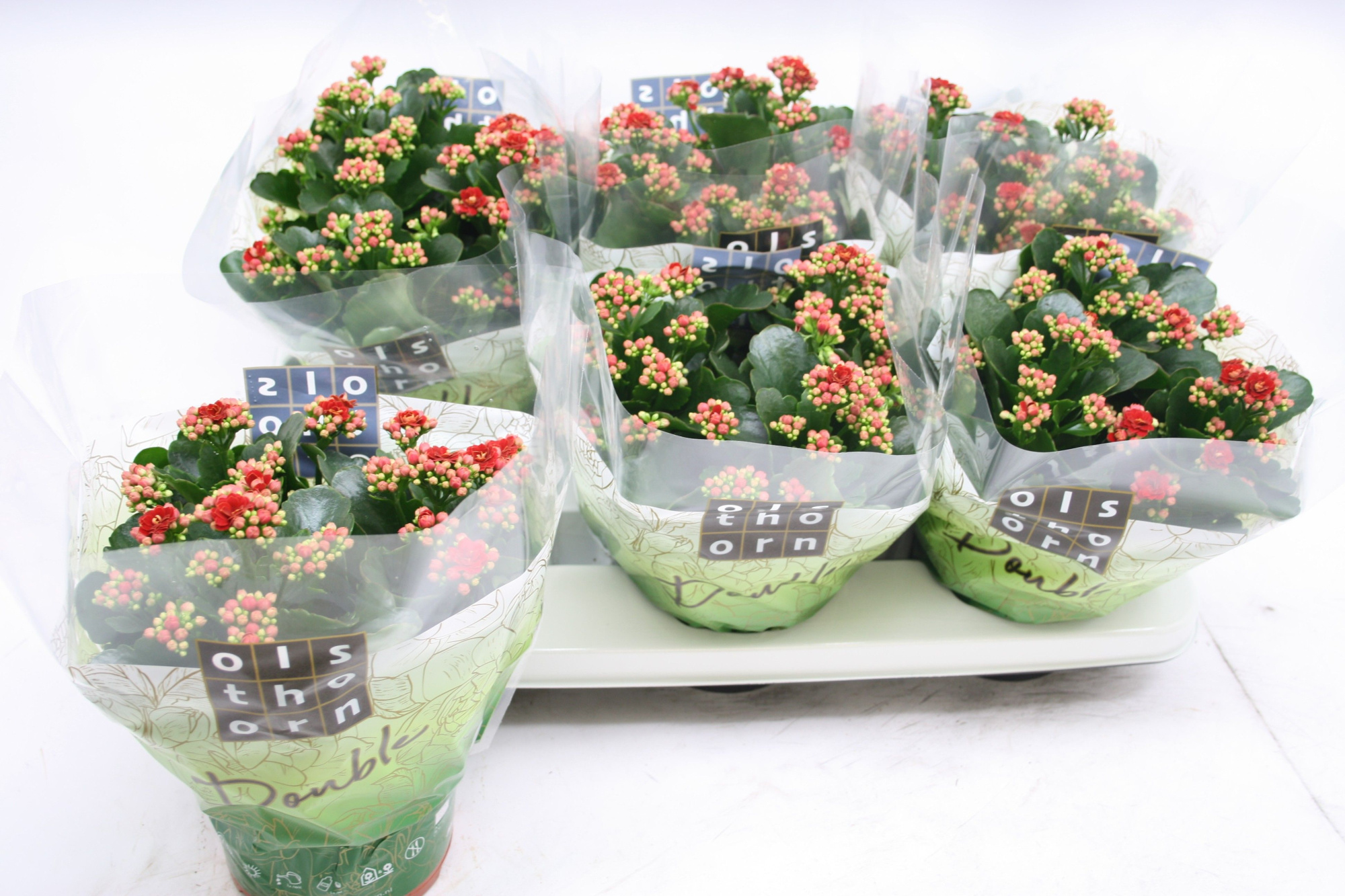 Gevuld 15 cm ROOD, D 15 cm