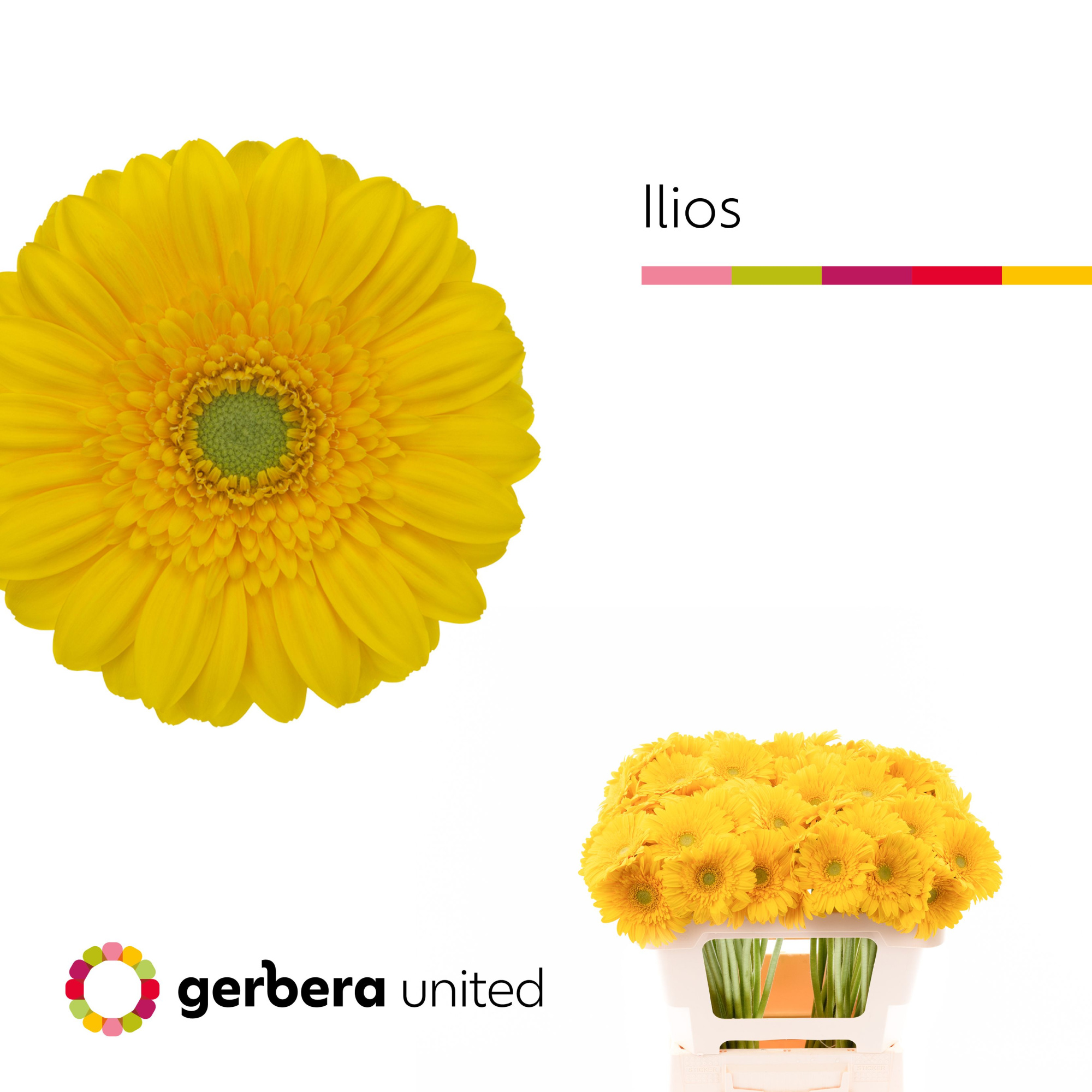 Гермини Илиос, шт.