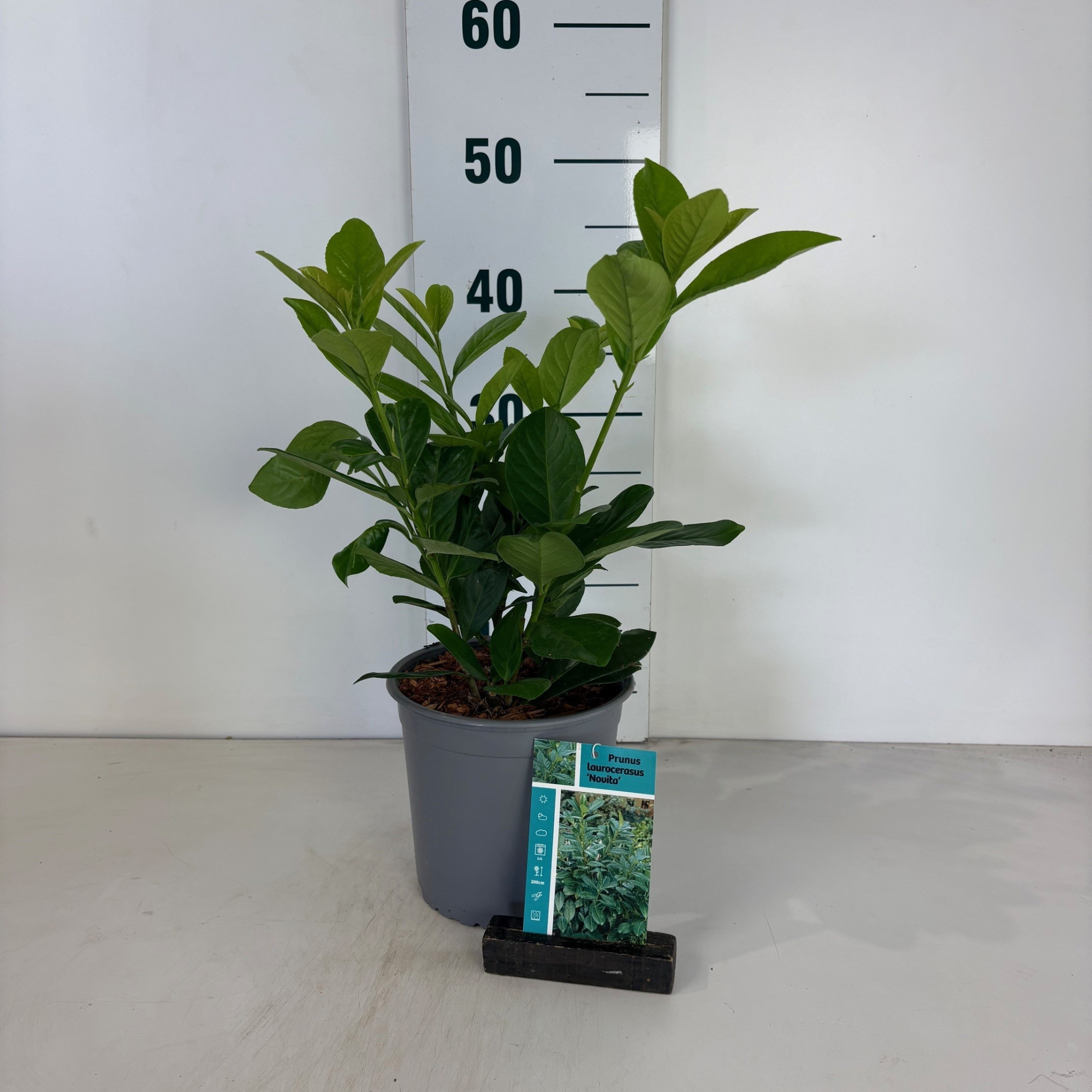 Prunus laurocerasus Novita, D 17 cm