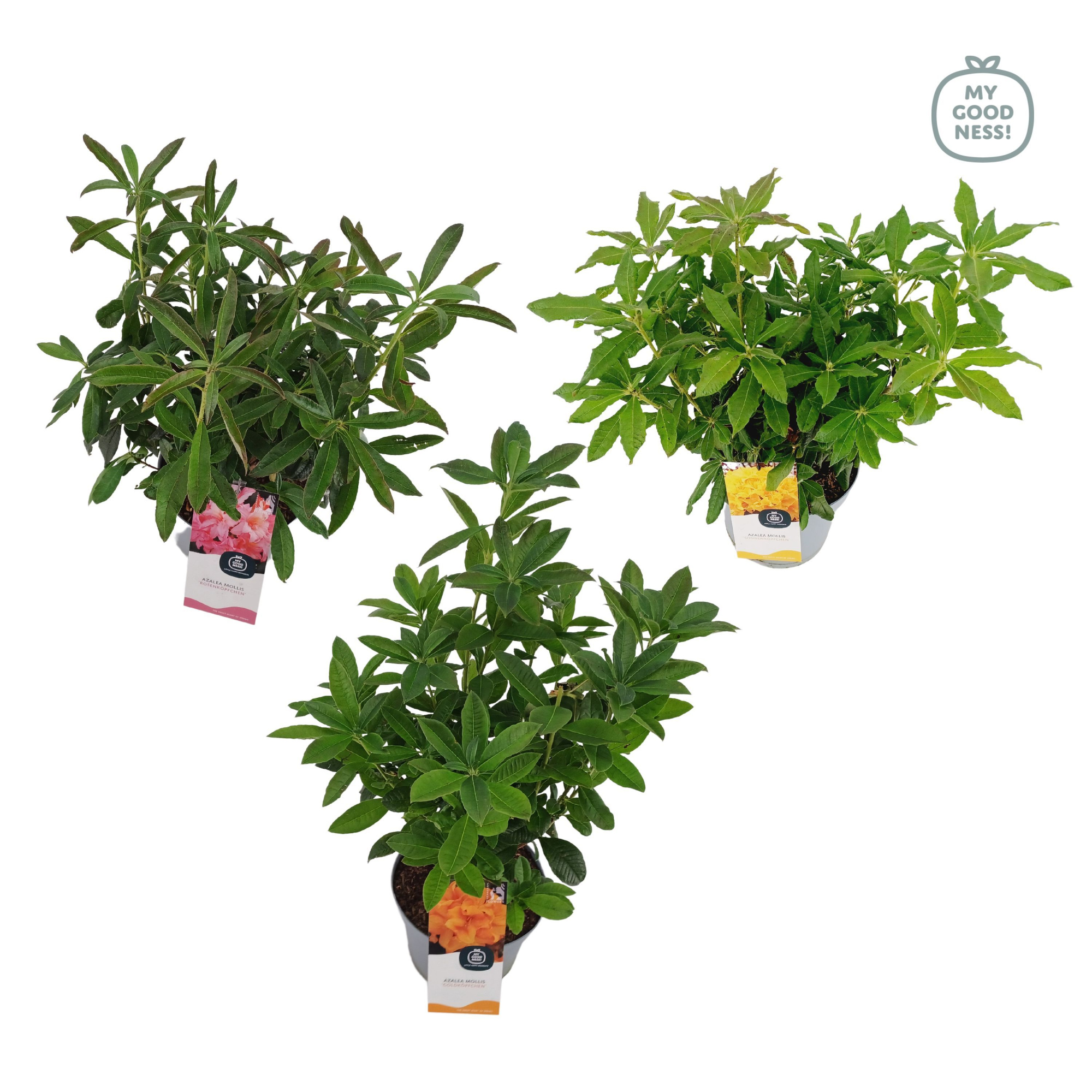 Azalea Mollis 40 /C5 'Mix - Geurend', D 23 cm