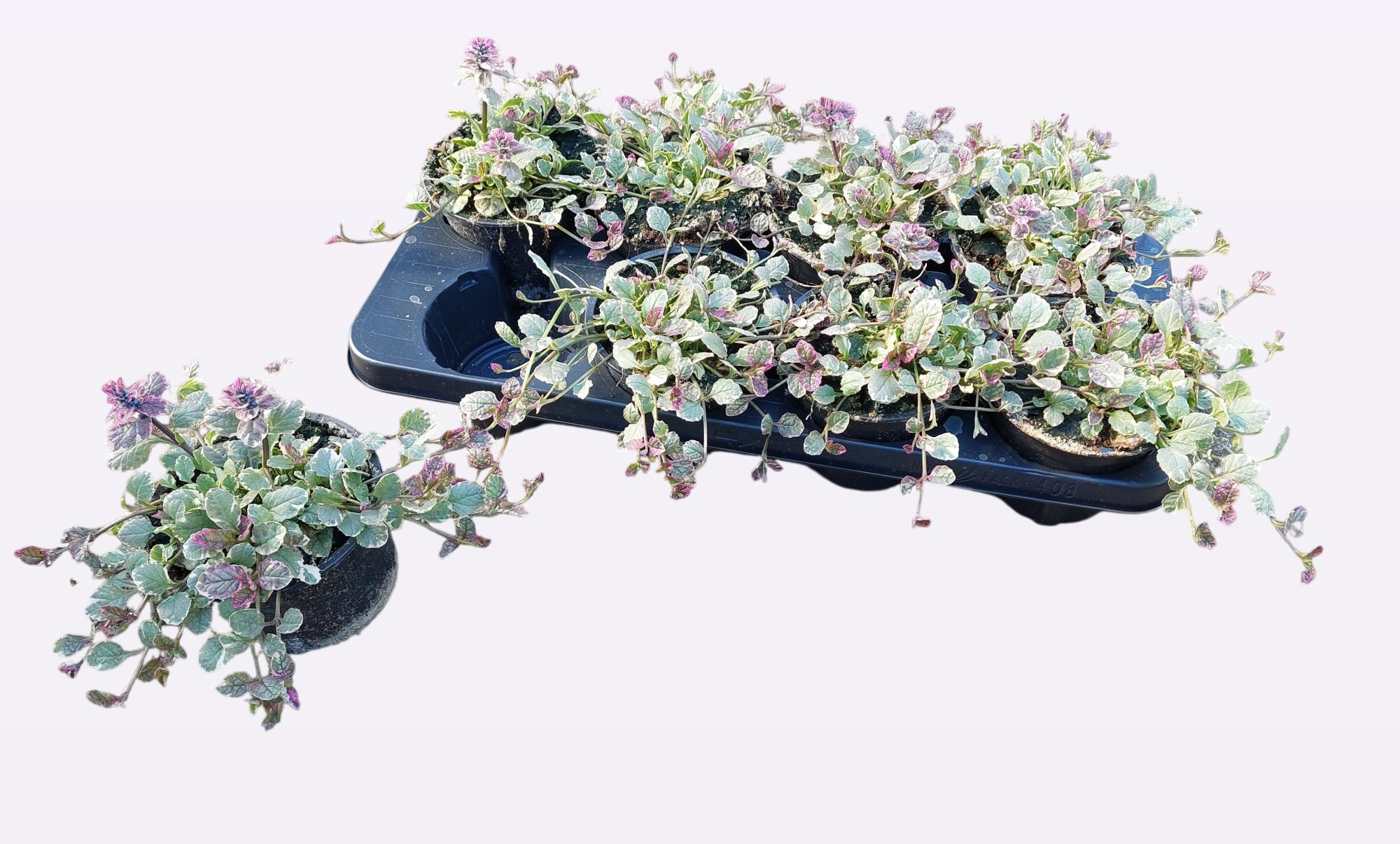 ajuga burgundy glow, D 13