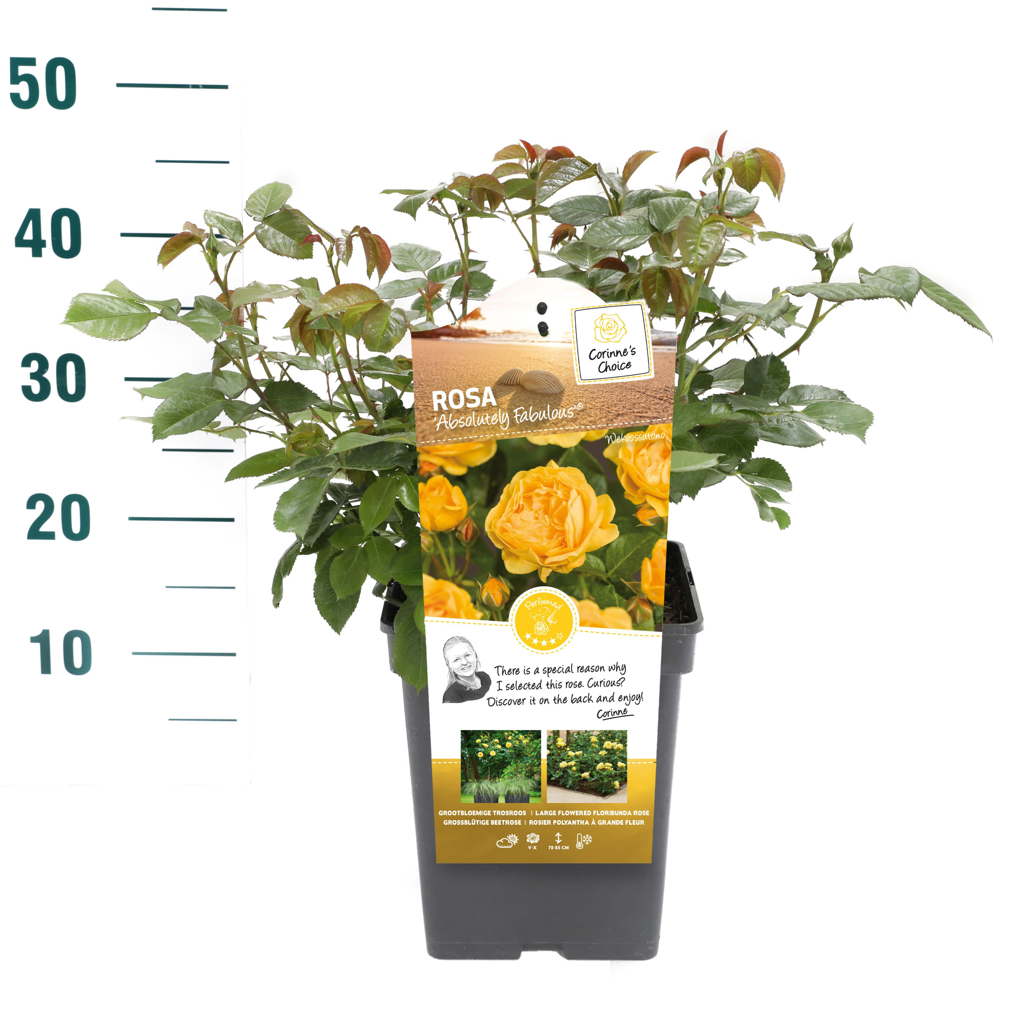 Rosa 'Absolutely Fabulous' - Struik - VP5 - Categorie 3, D 23 cm