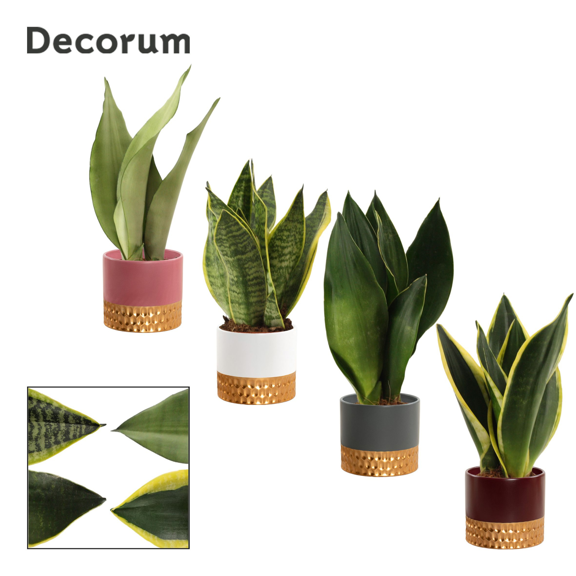 Sansevieria Super Mix 9 cm in Frederique (Rich love-collection), D 9