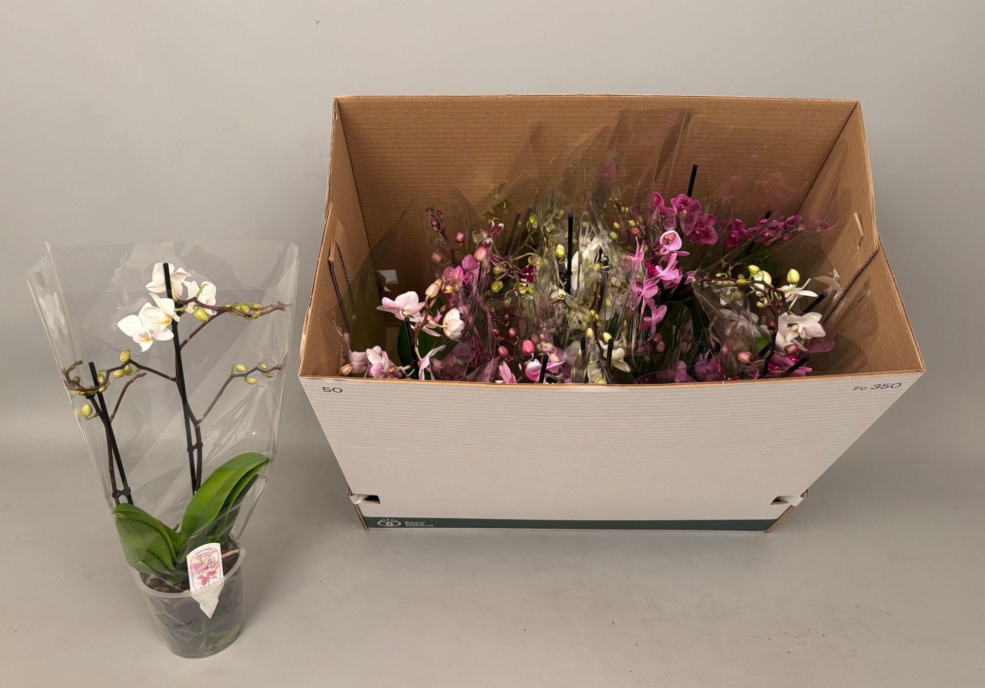 Phal. Multiflora 2-tak mix "Attractive" 18+ 3 kleuren, D 12 cm