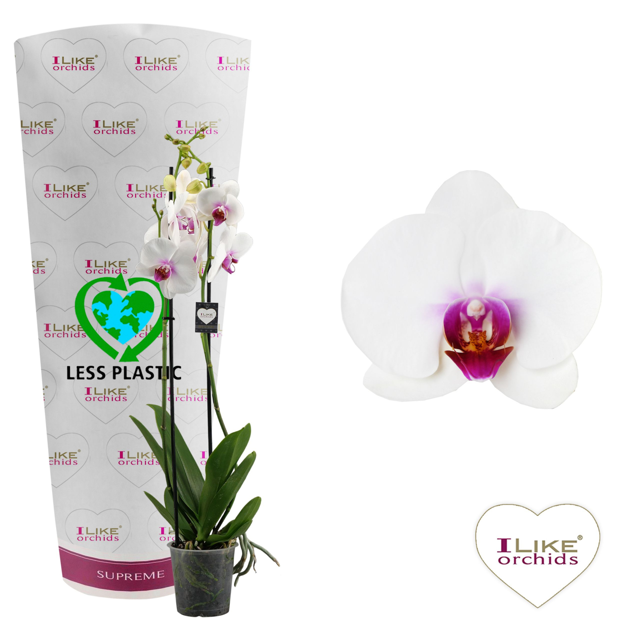 Phalaenopsis Scarlion - 2 tak 70cm (Less Plastic), D 12 cm