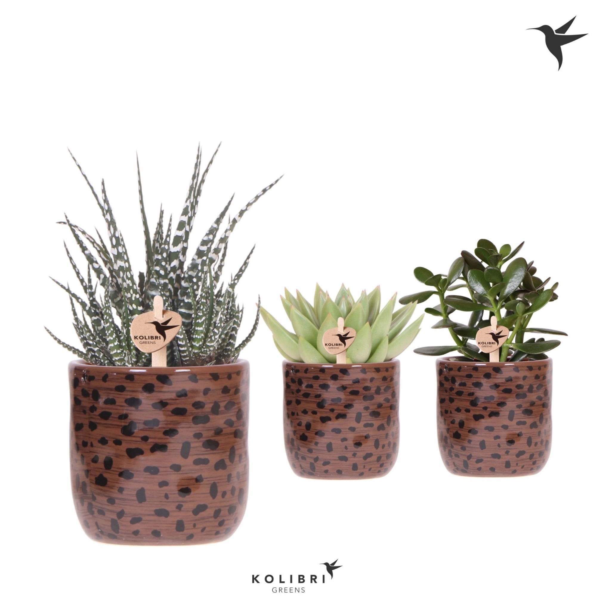 Kolibri Greens Succulenten mix in Leopard pot, D 9 cm