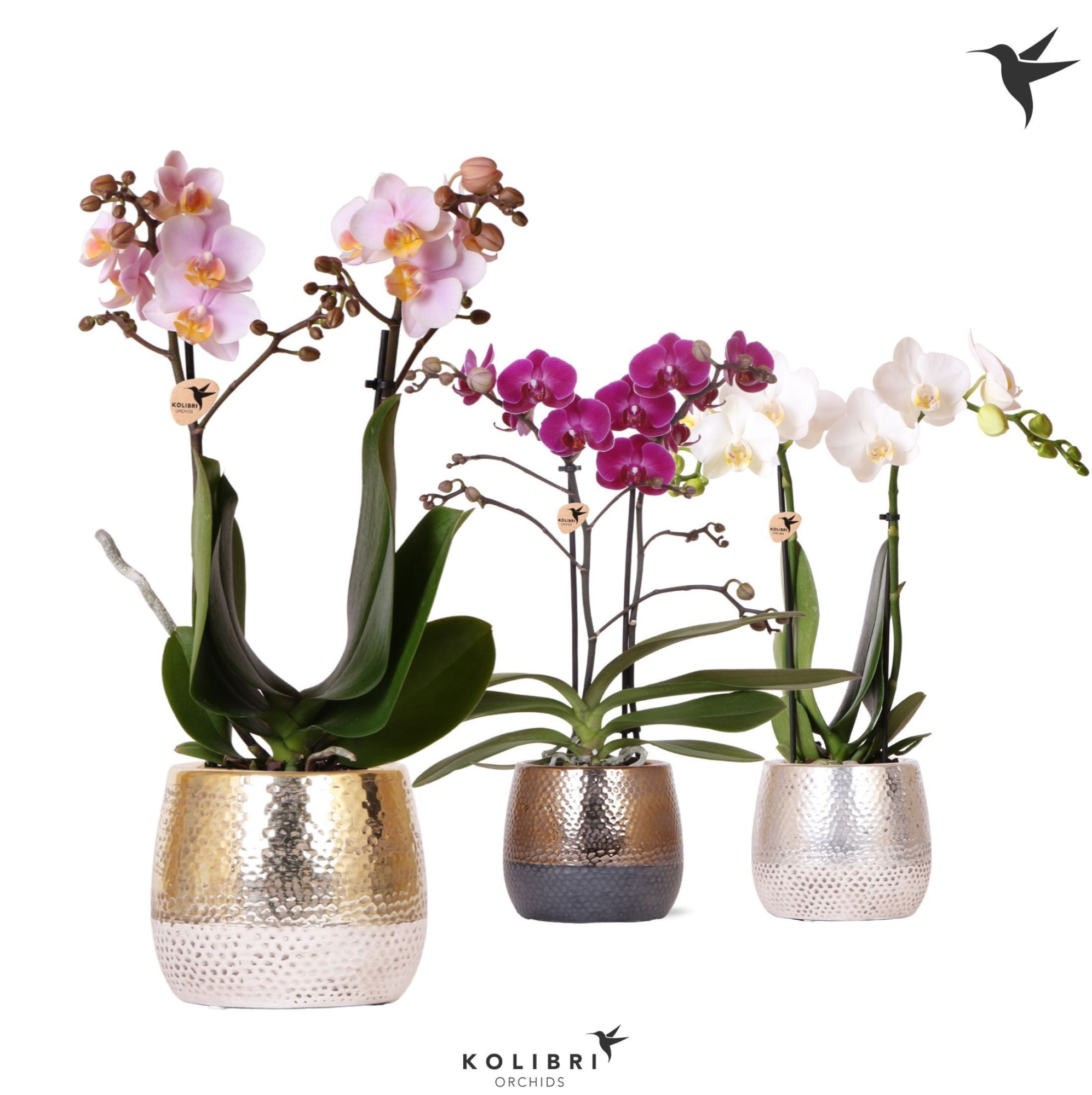 Kolibri Orchids Phalaenopsis mix 2 spike in Elite pot mix, D 9