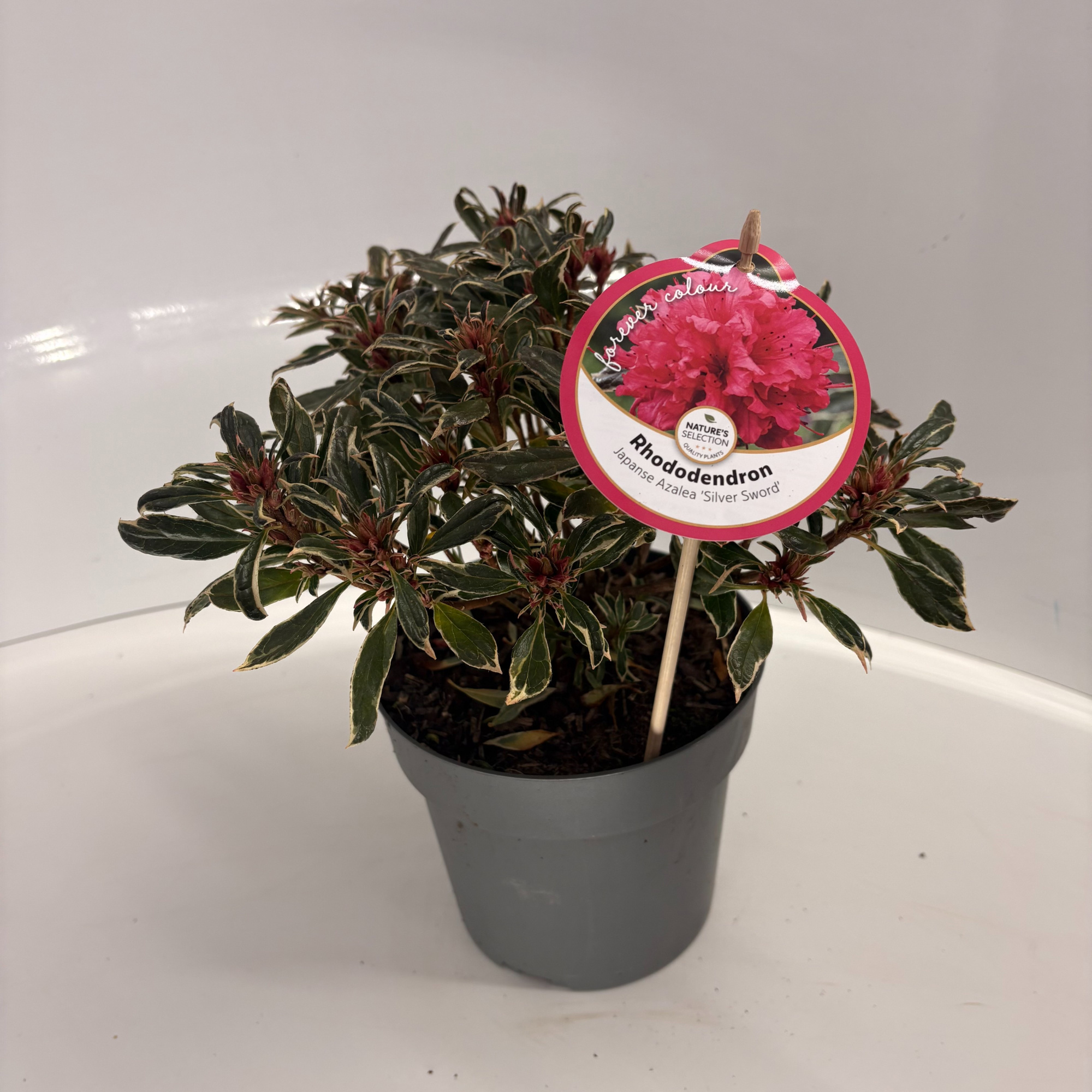 Rhododendron Silver Sword, D 17