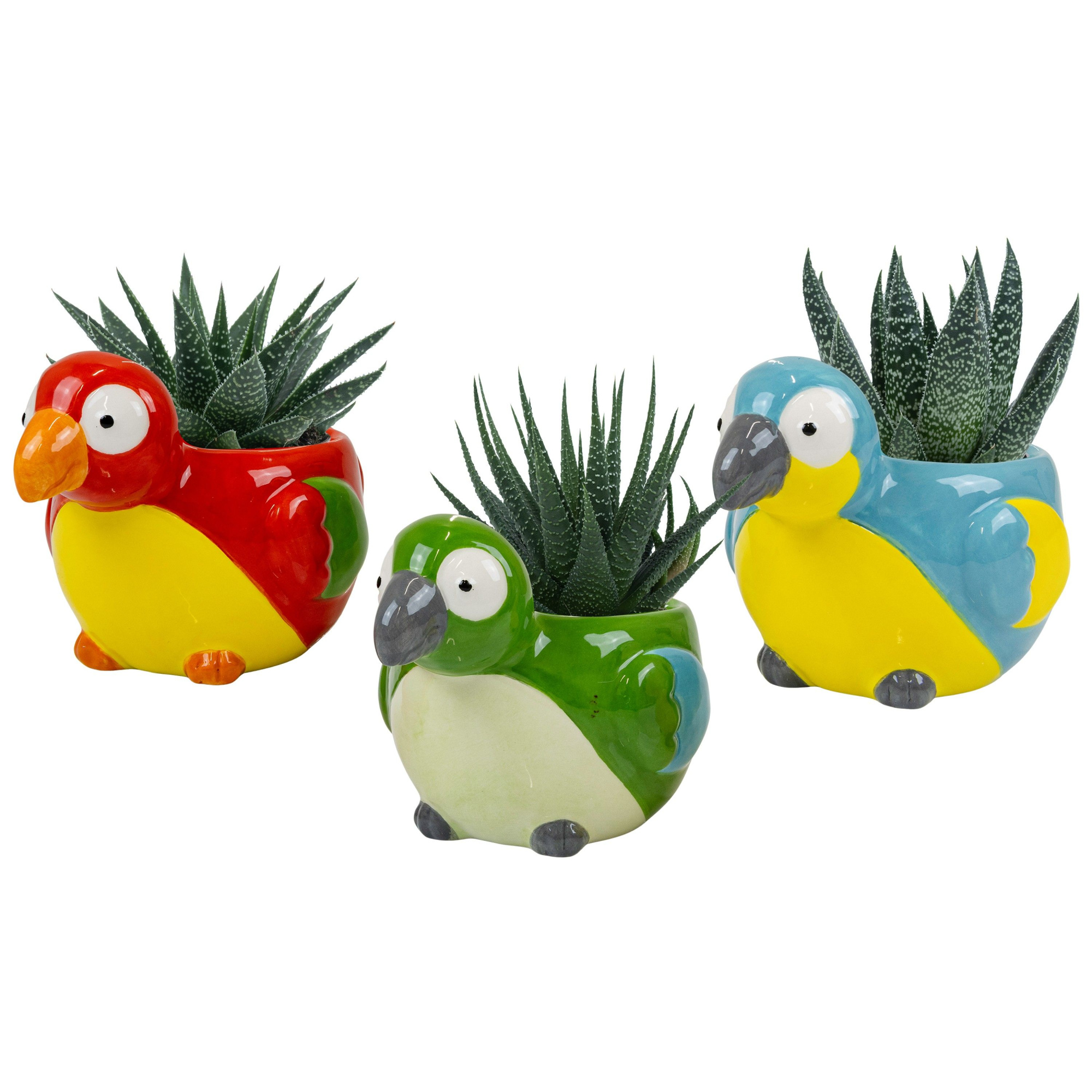 Island Birds with Succulent mix, D 6 cm