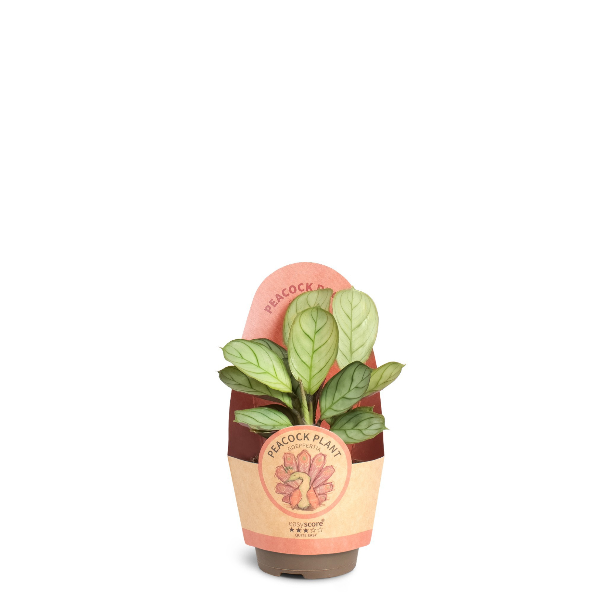 Calathea amagris, D 6