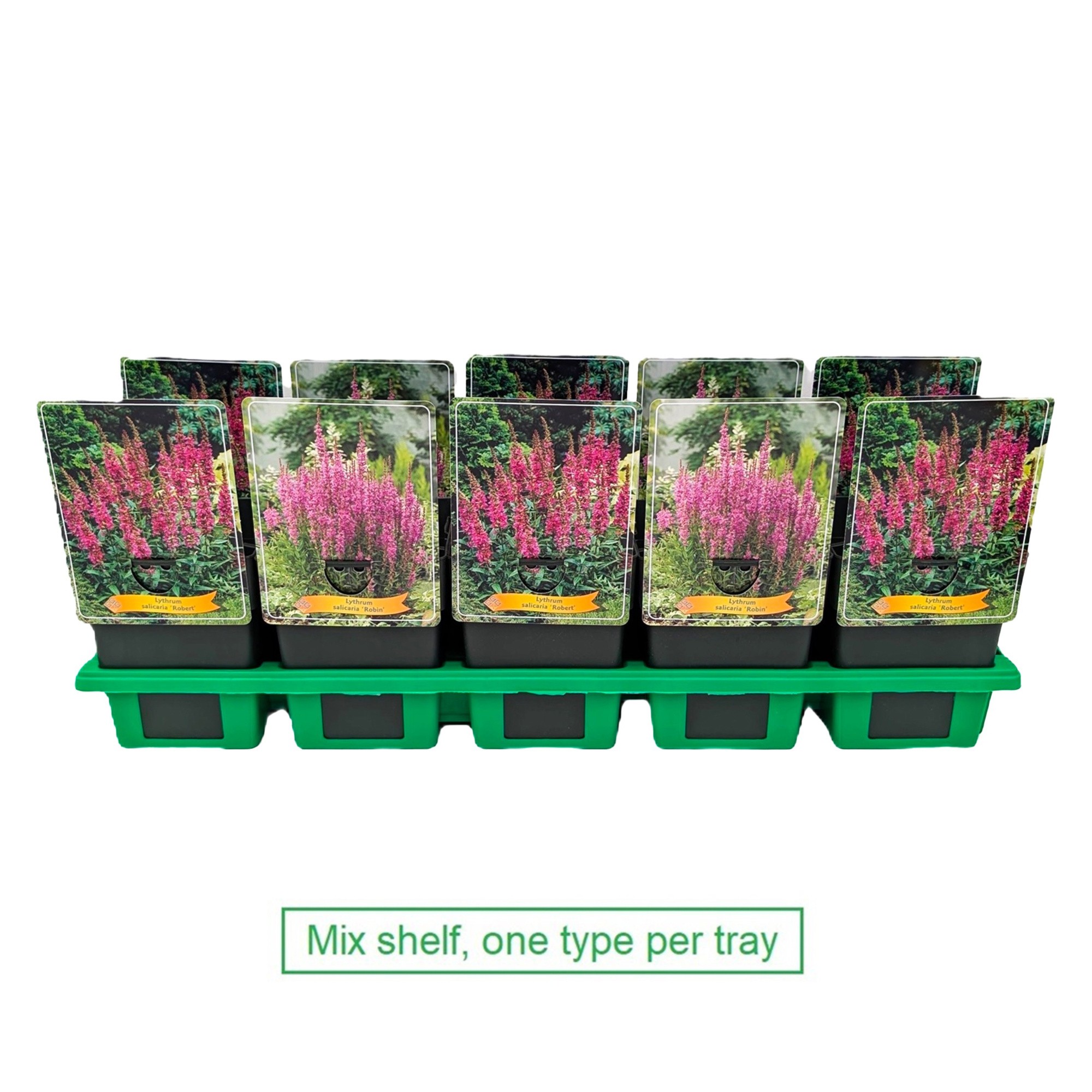 Lythrum mix 2x10 srt. per laag P11, D 11 cm