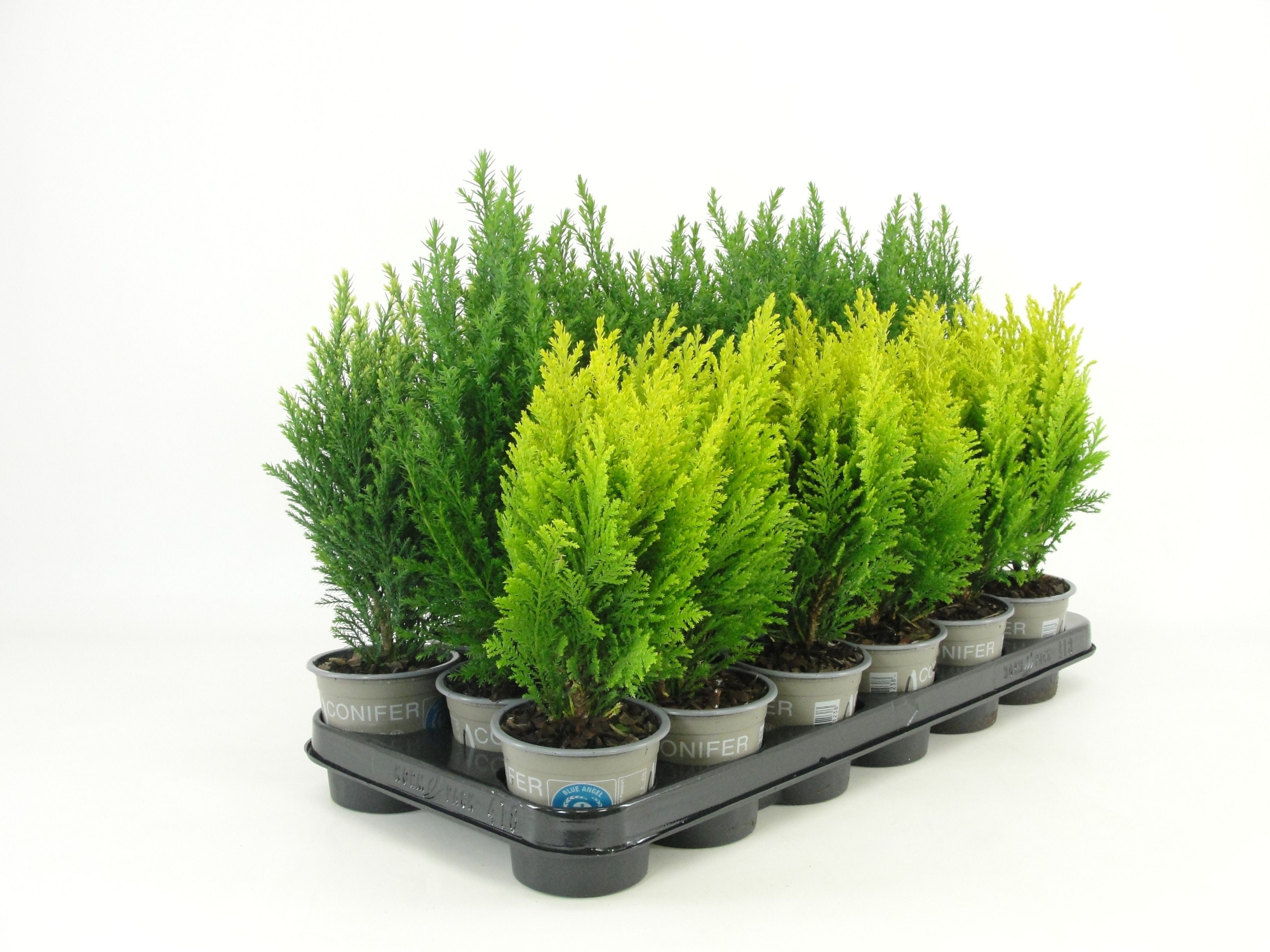 Ellwoodii overig gemengd, D 9 cm