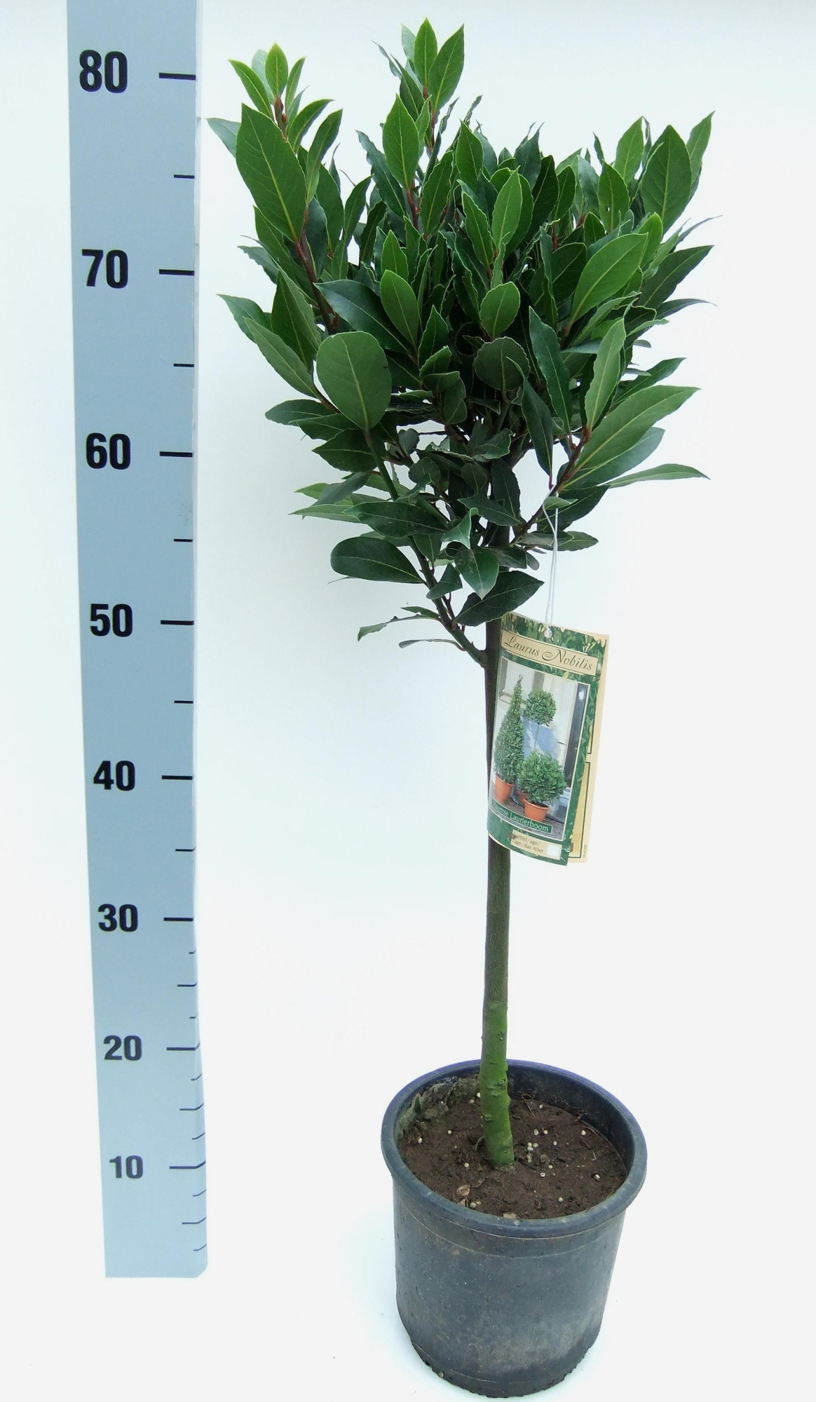 Laurus nobilis Bol op stam D25, D 17 cm