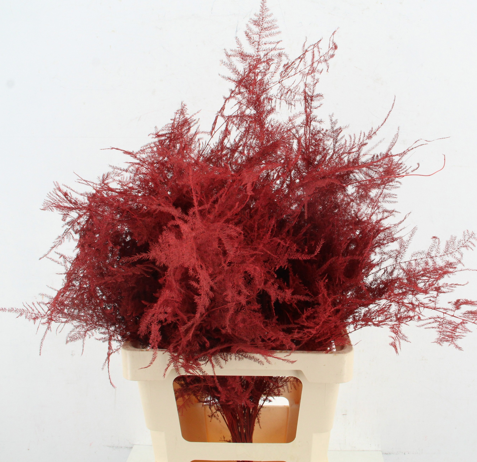 Аспарагус Овериг Крашеный (краш. ) 60, шт.