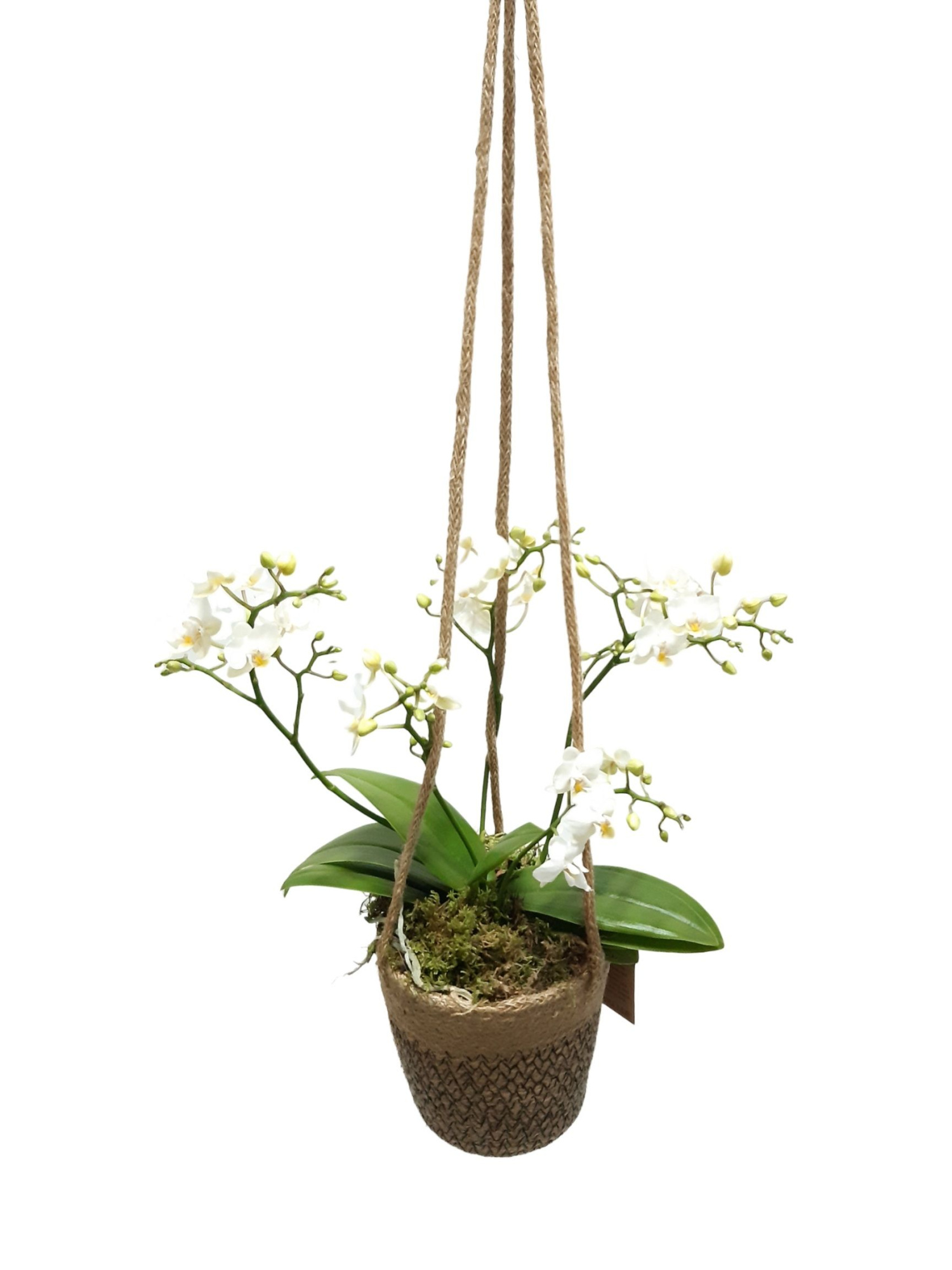 JH13PWO Jute mand Single Pha Wild Orchids 4t+, D 13 cm